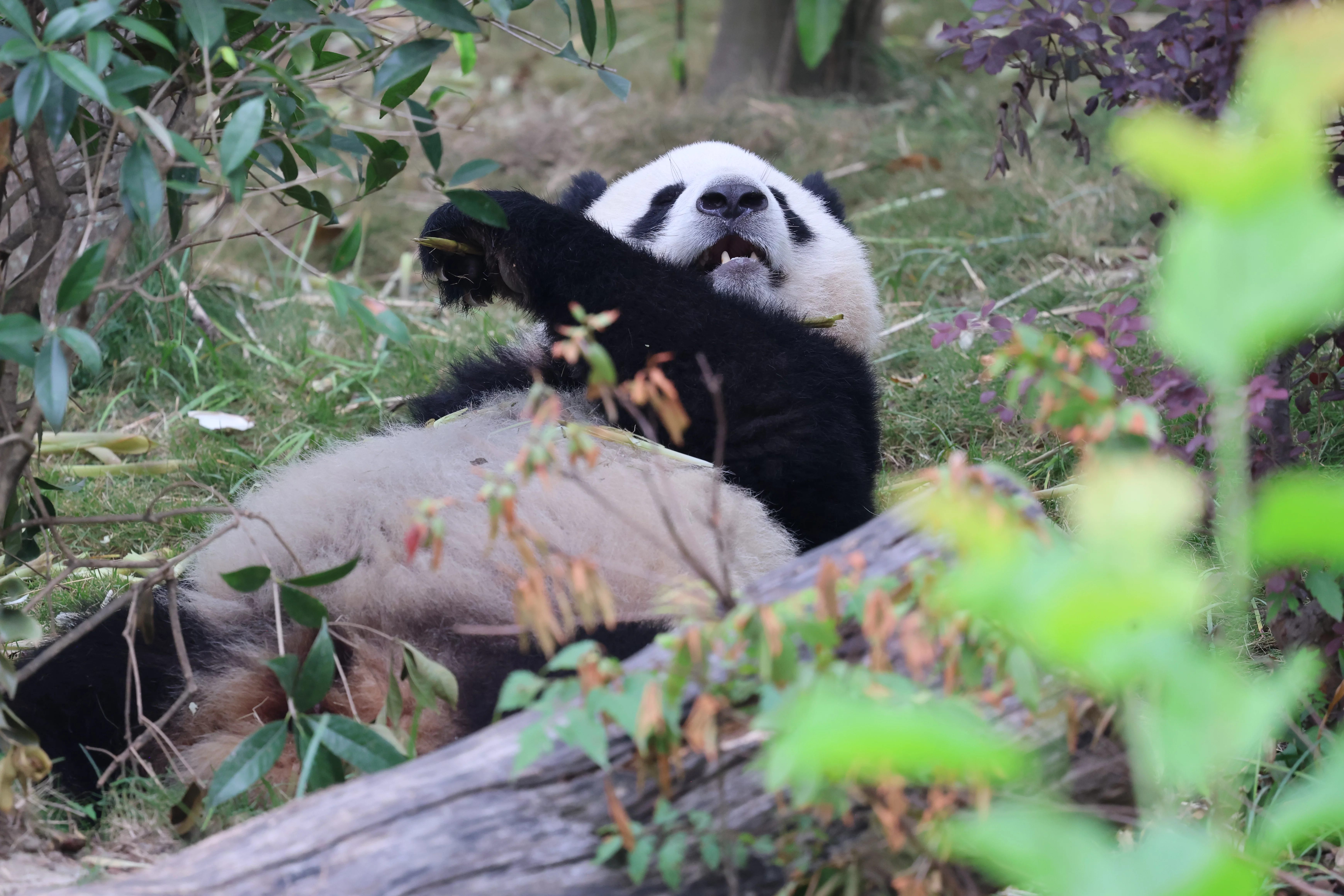 Chengdu Research Base of Giant Panda Breeding