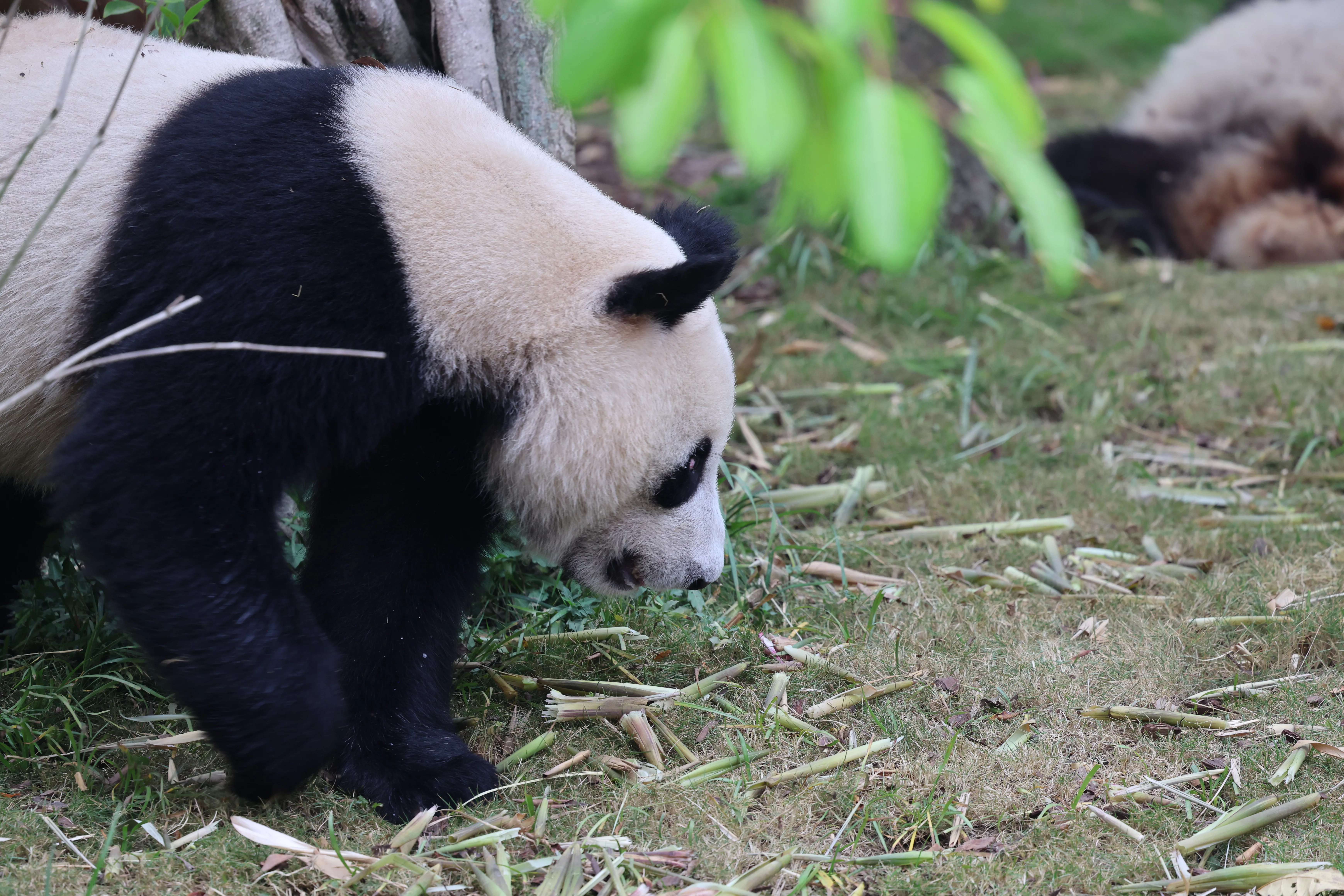 Chengdu Research Base of Giant Panda Breeding