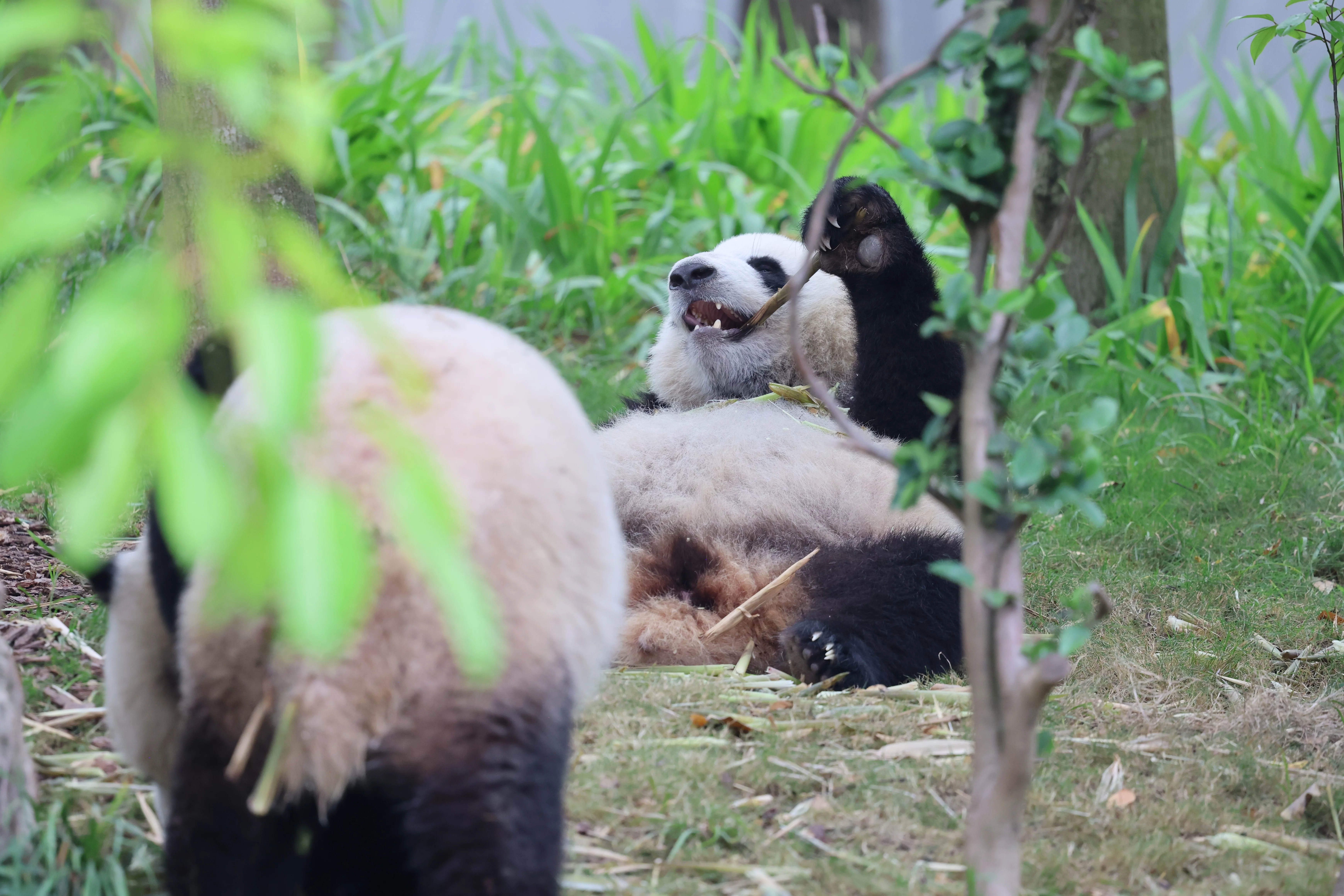 Chengdu Research Base of Giant Panda Breeding