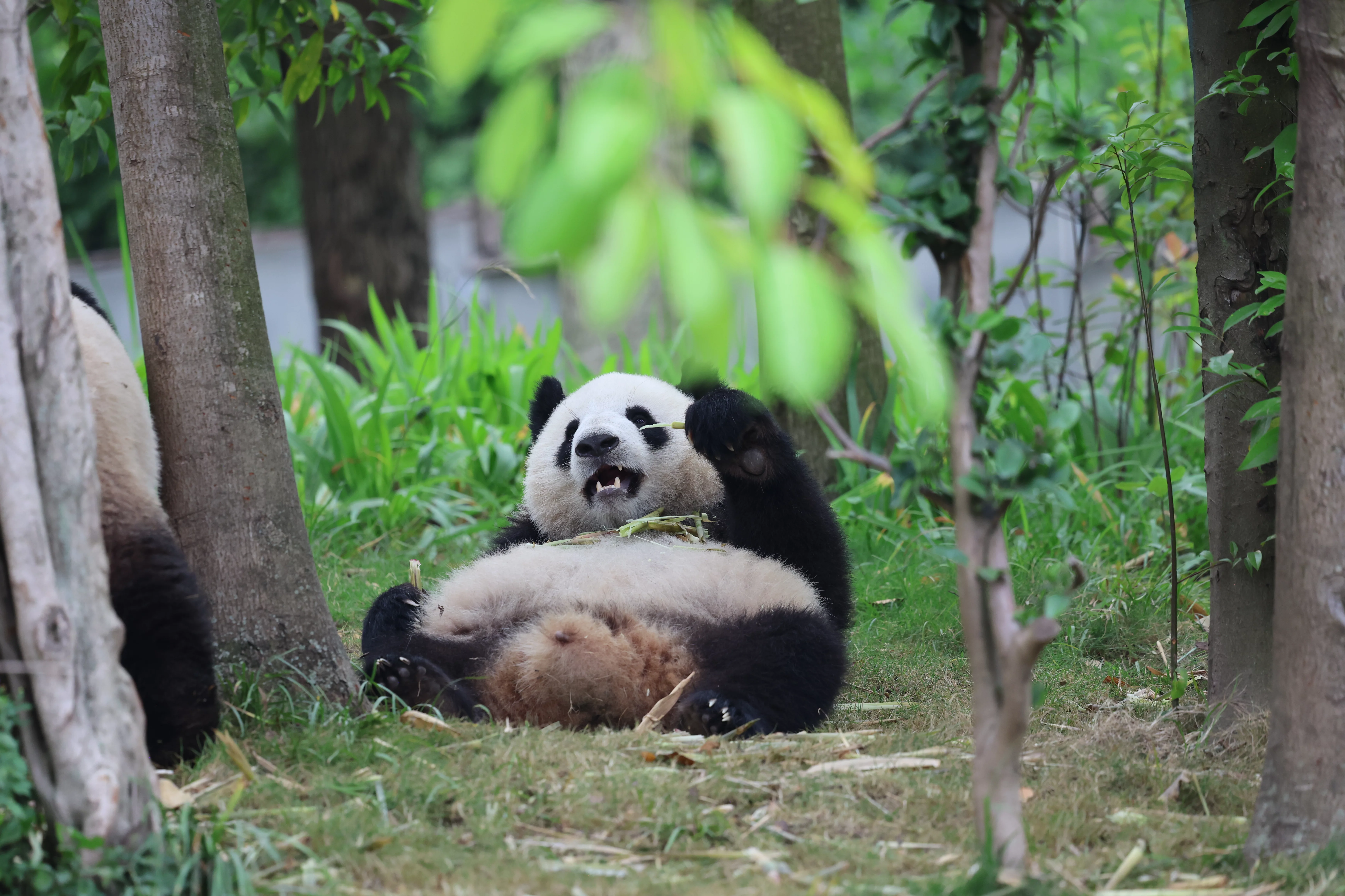 Chengdu Research Base of Giant Panda Breeding