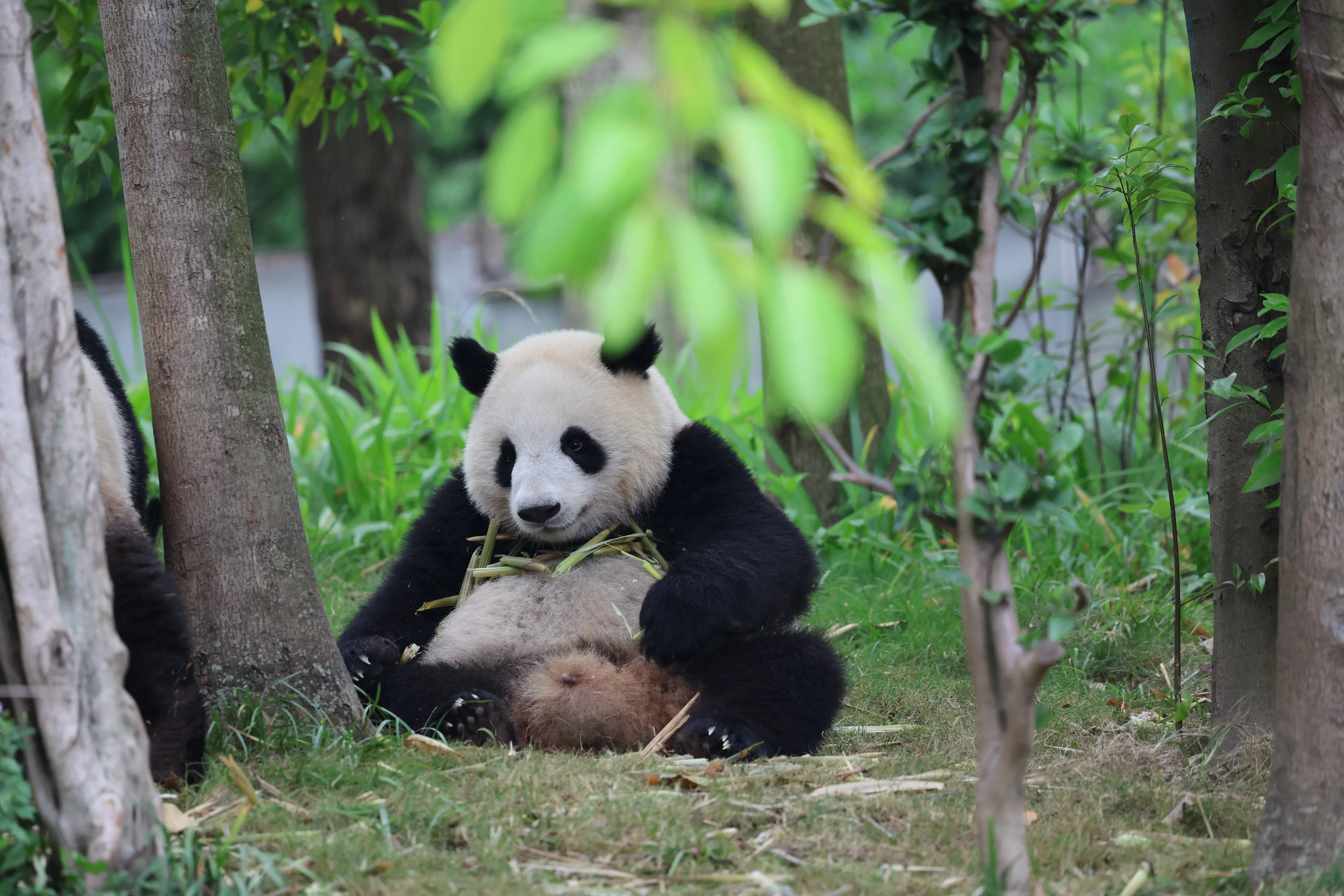 Chengdu Research Base of Giant Panda Breeding