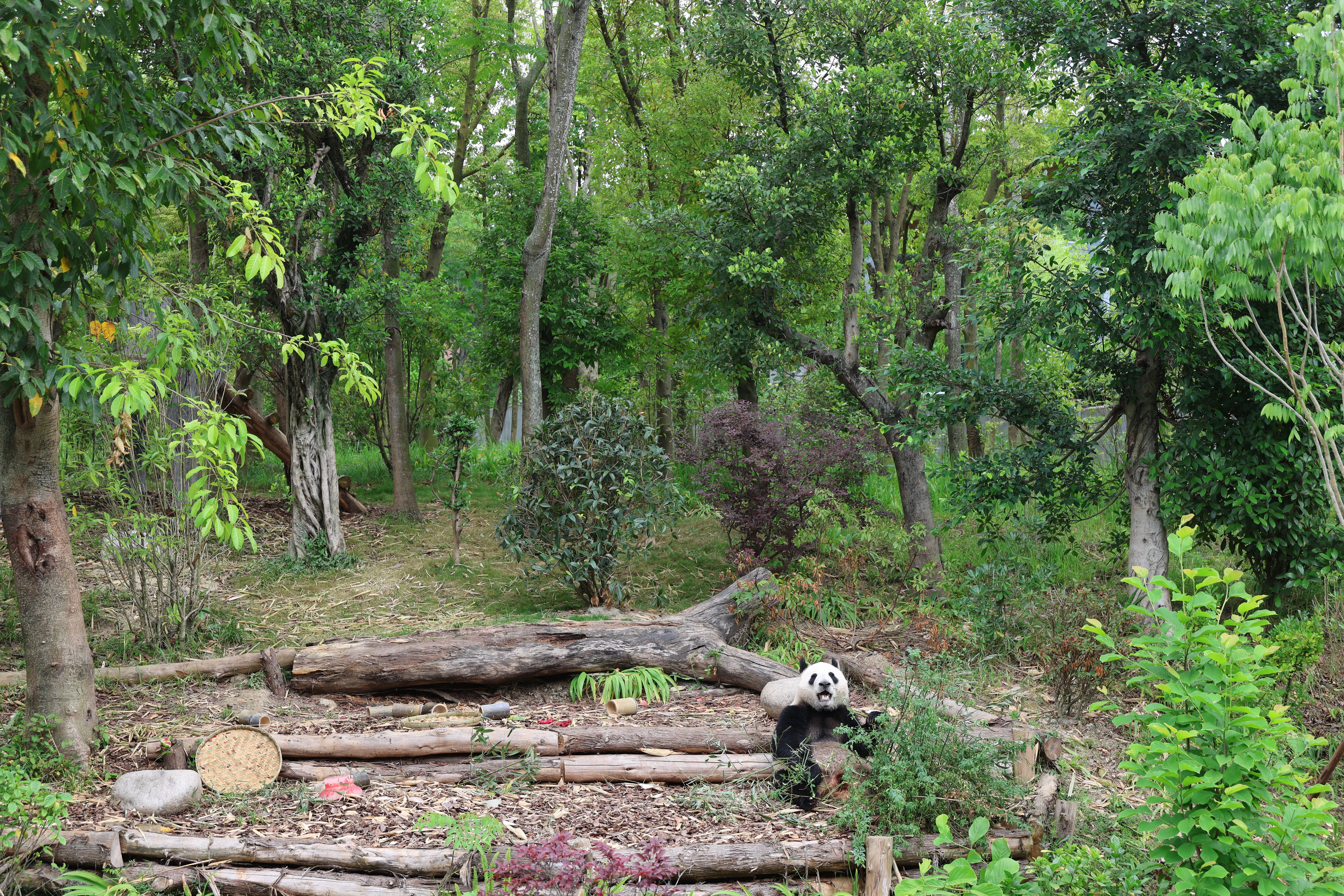Chengdu Research Base of Giant Panda Breeding