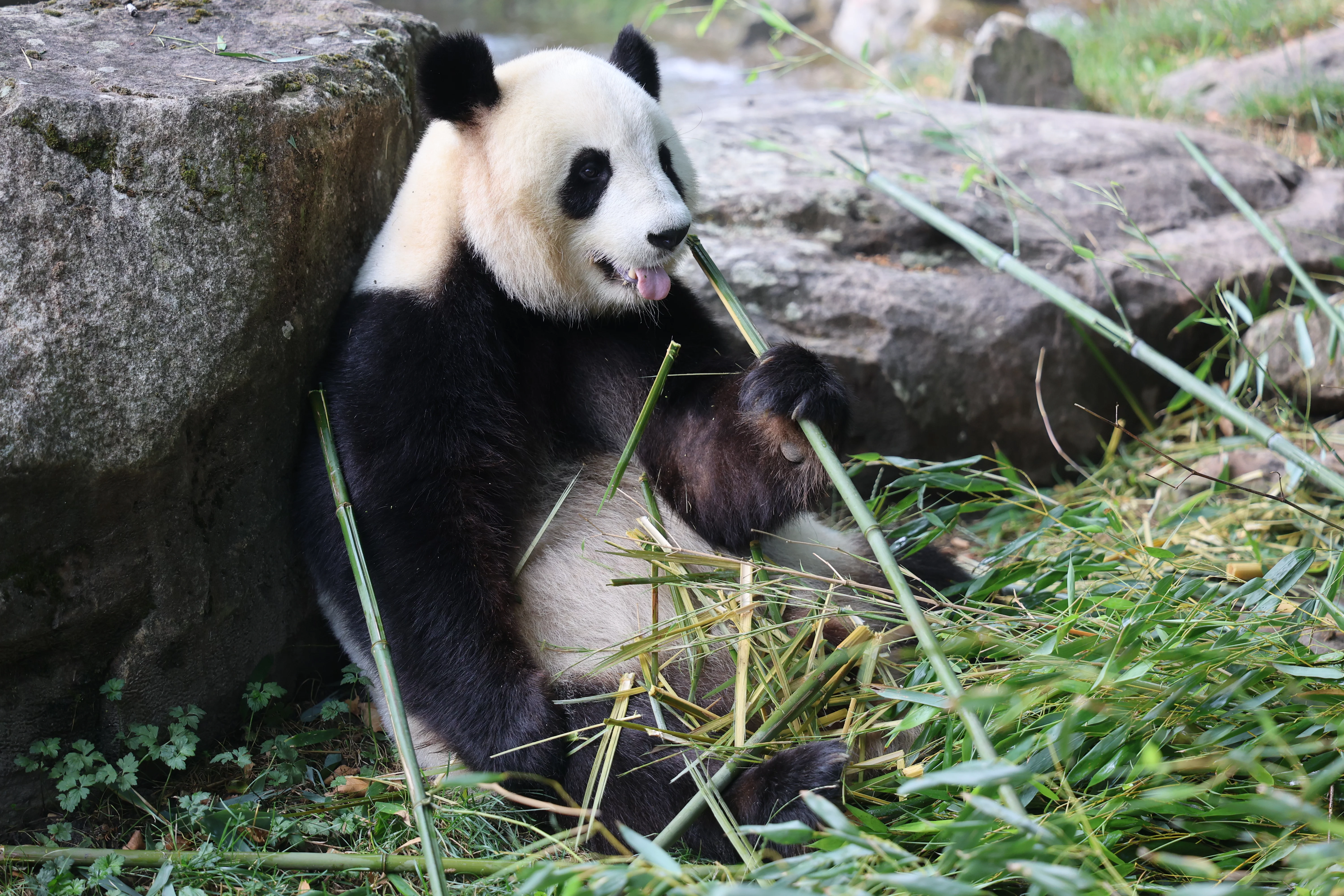 ZooParc de Beauval