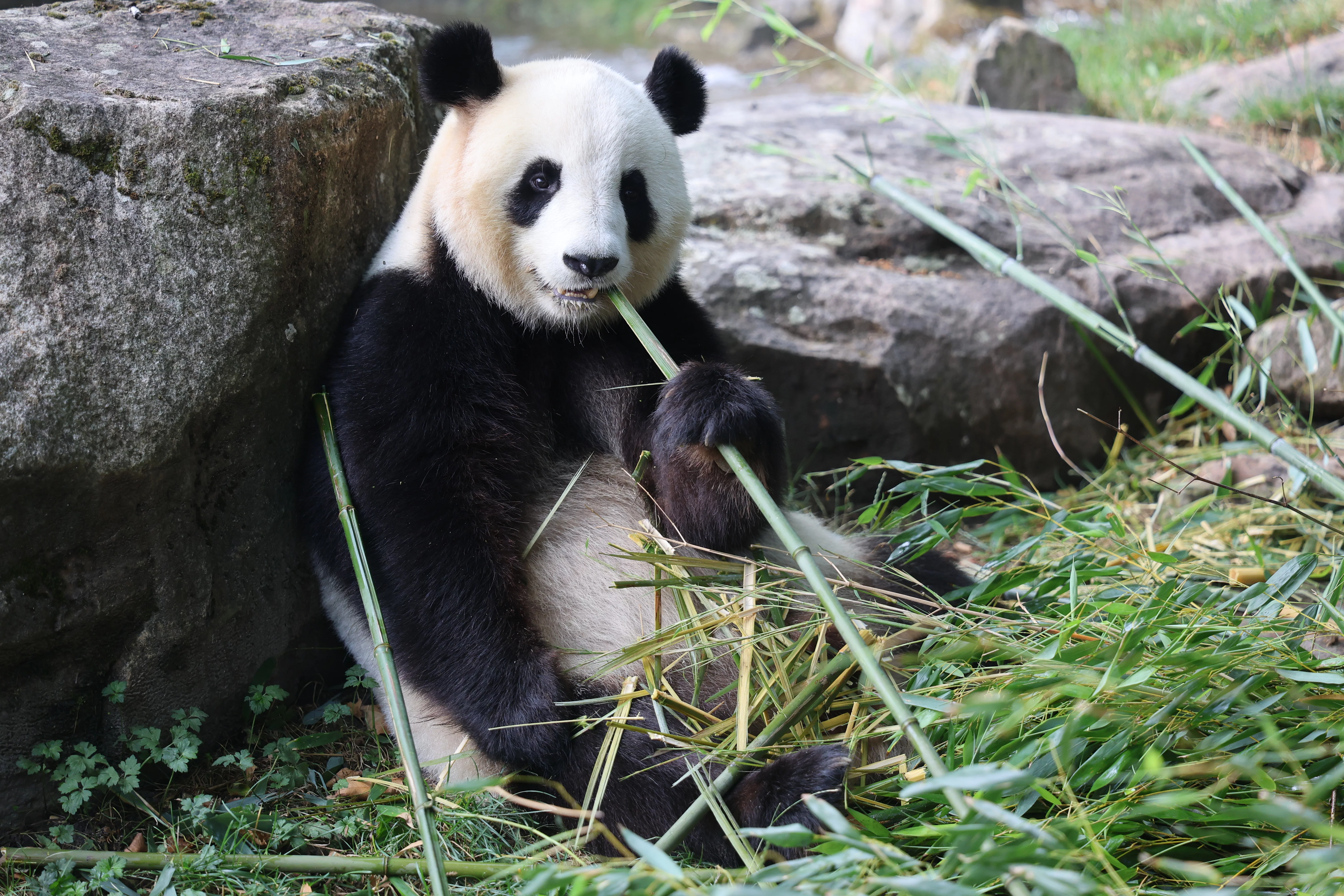 ZooParc de Beauval