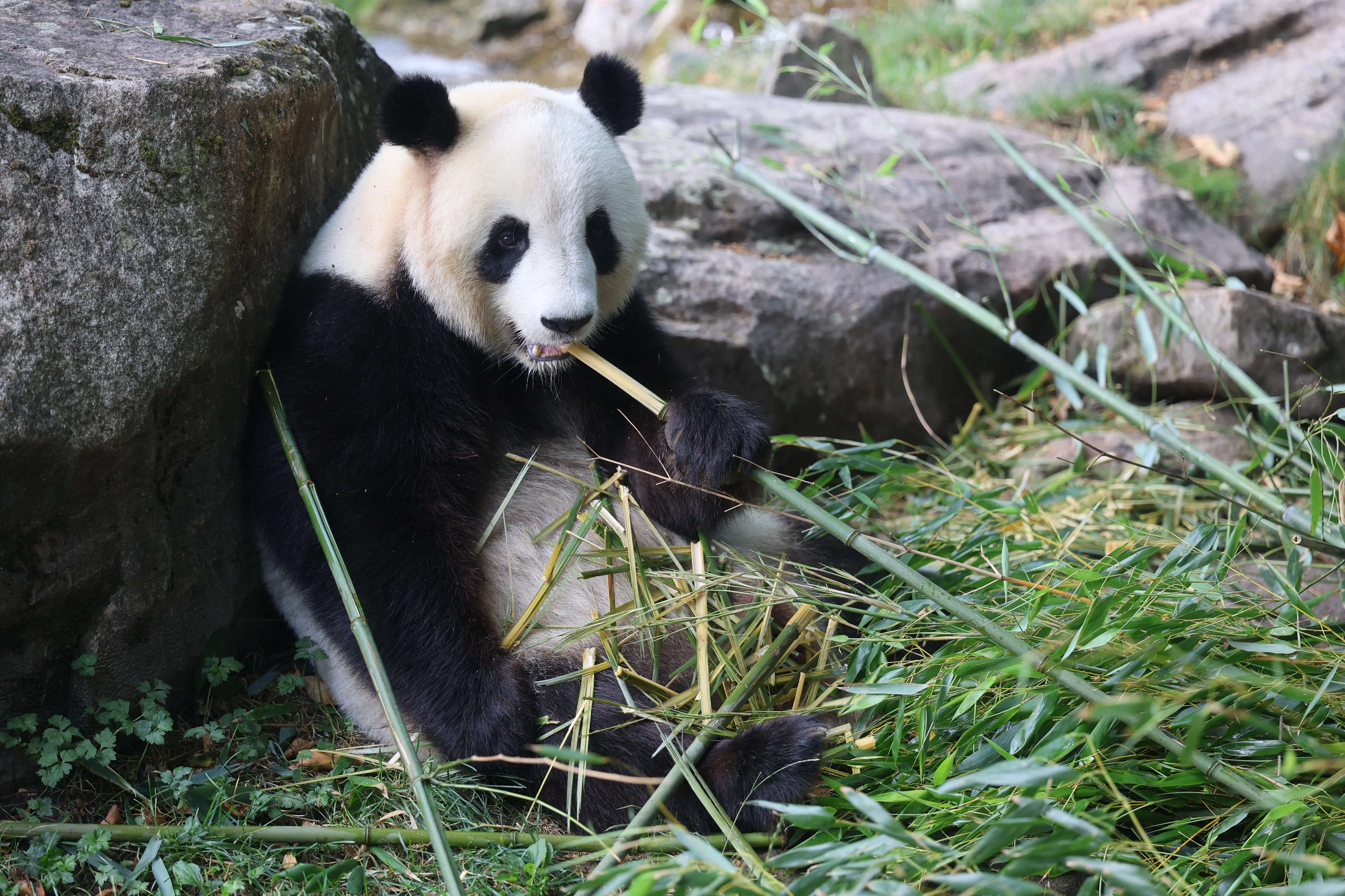 ZooParc de Beauval