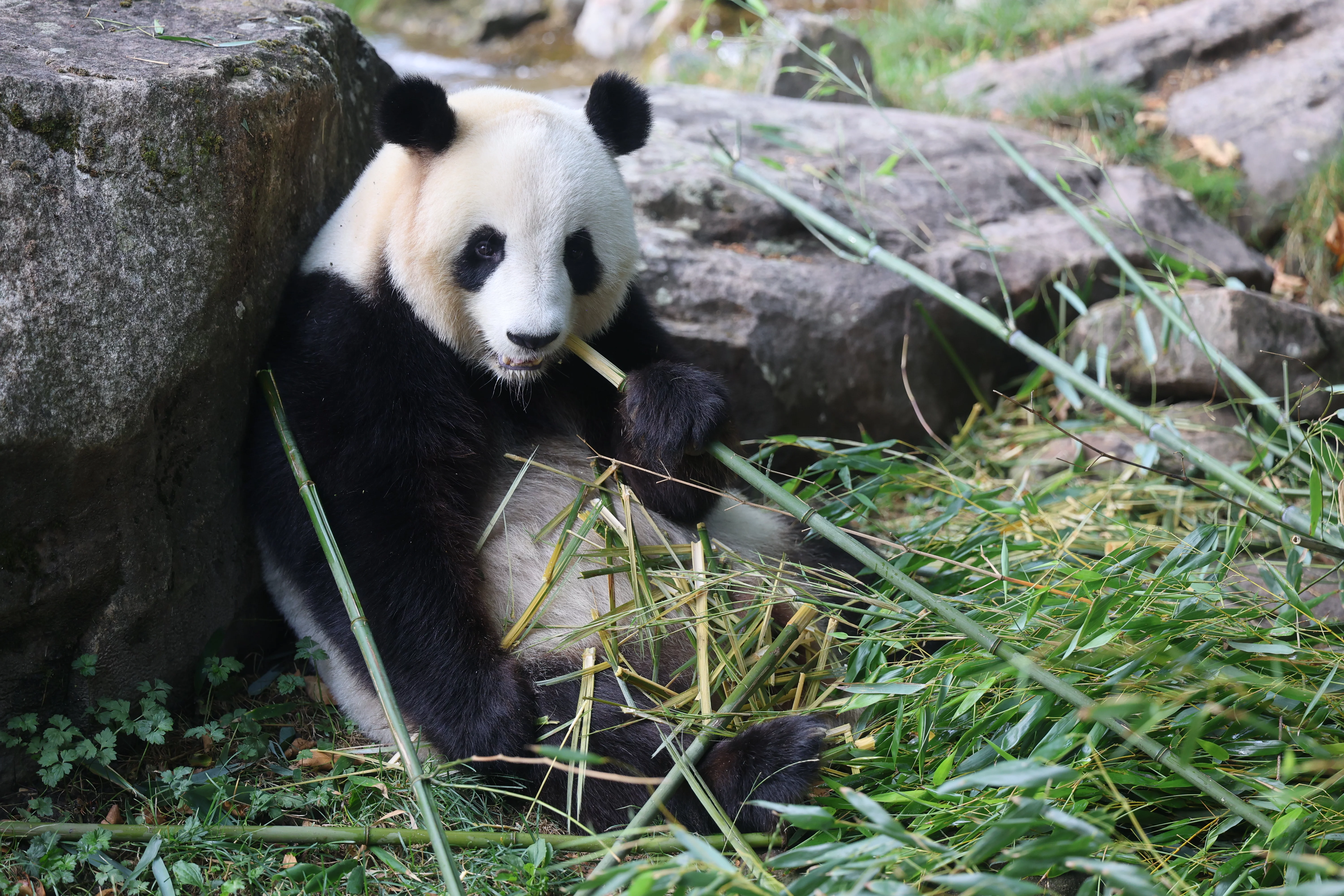 ZooParc de Beauval