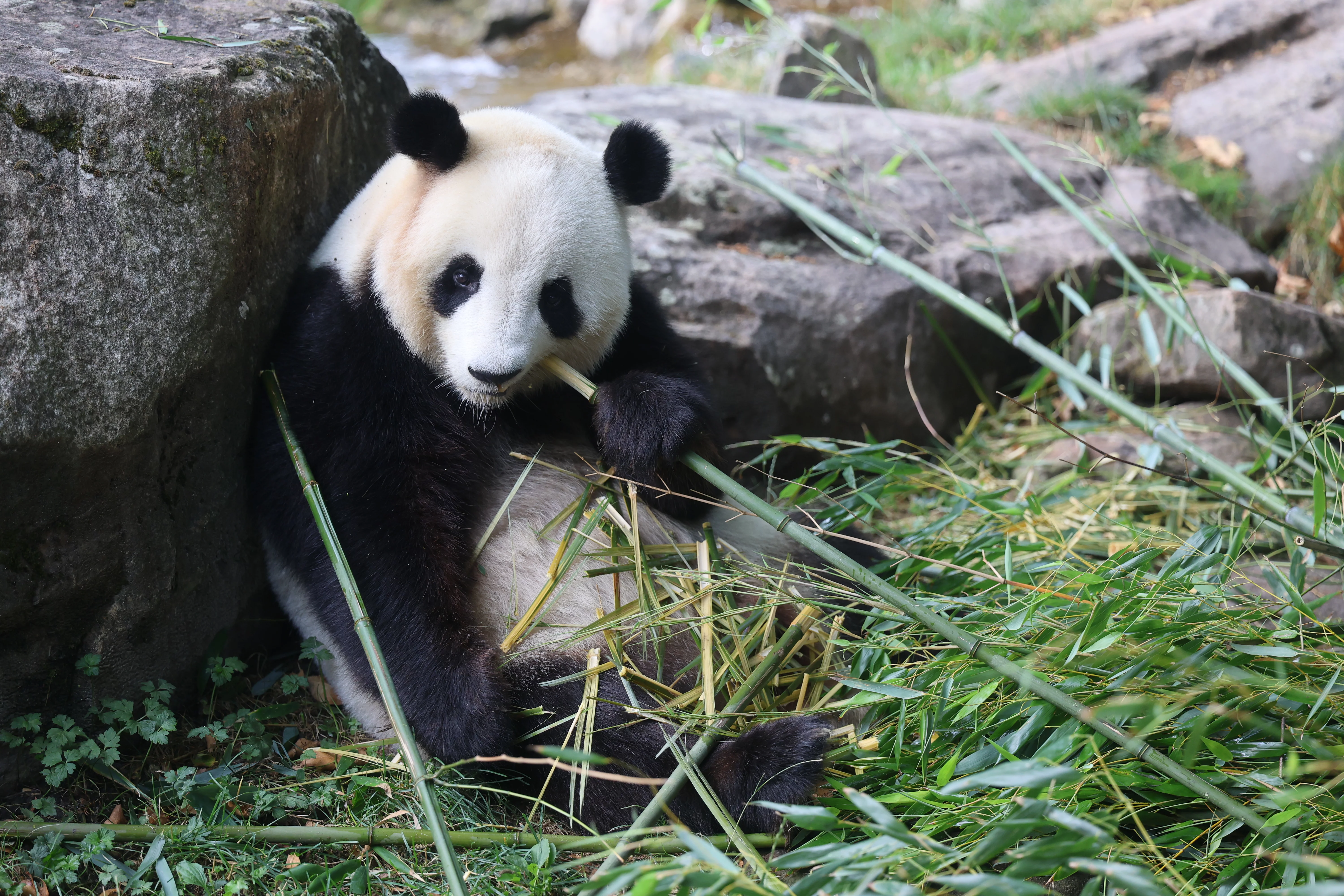 ZooParc de Beauval