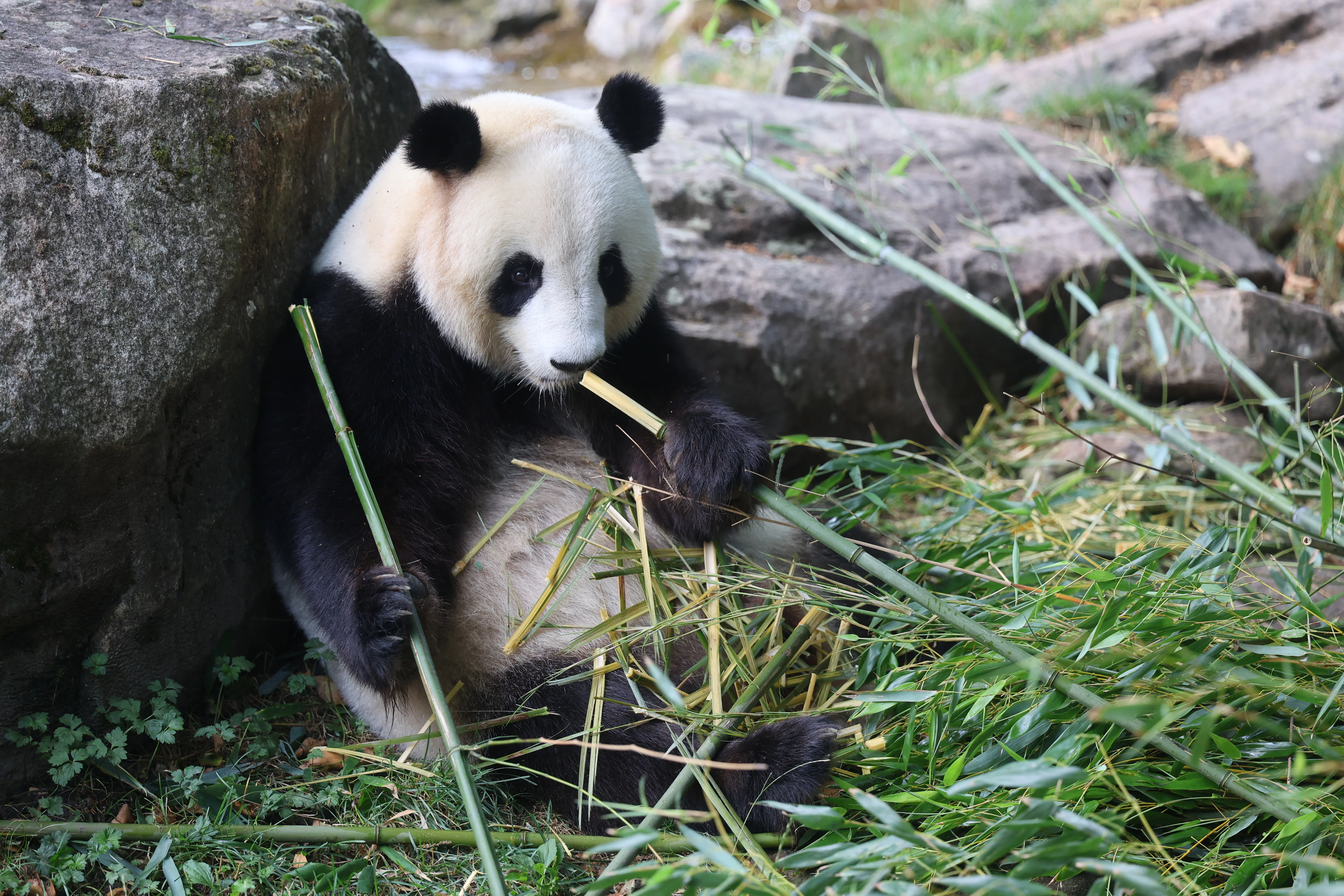 ZooParc de Beauval