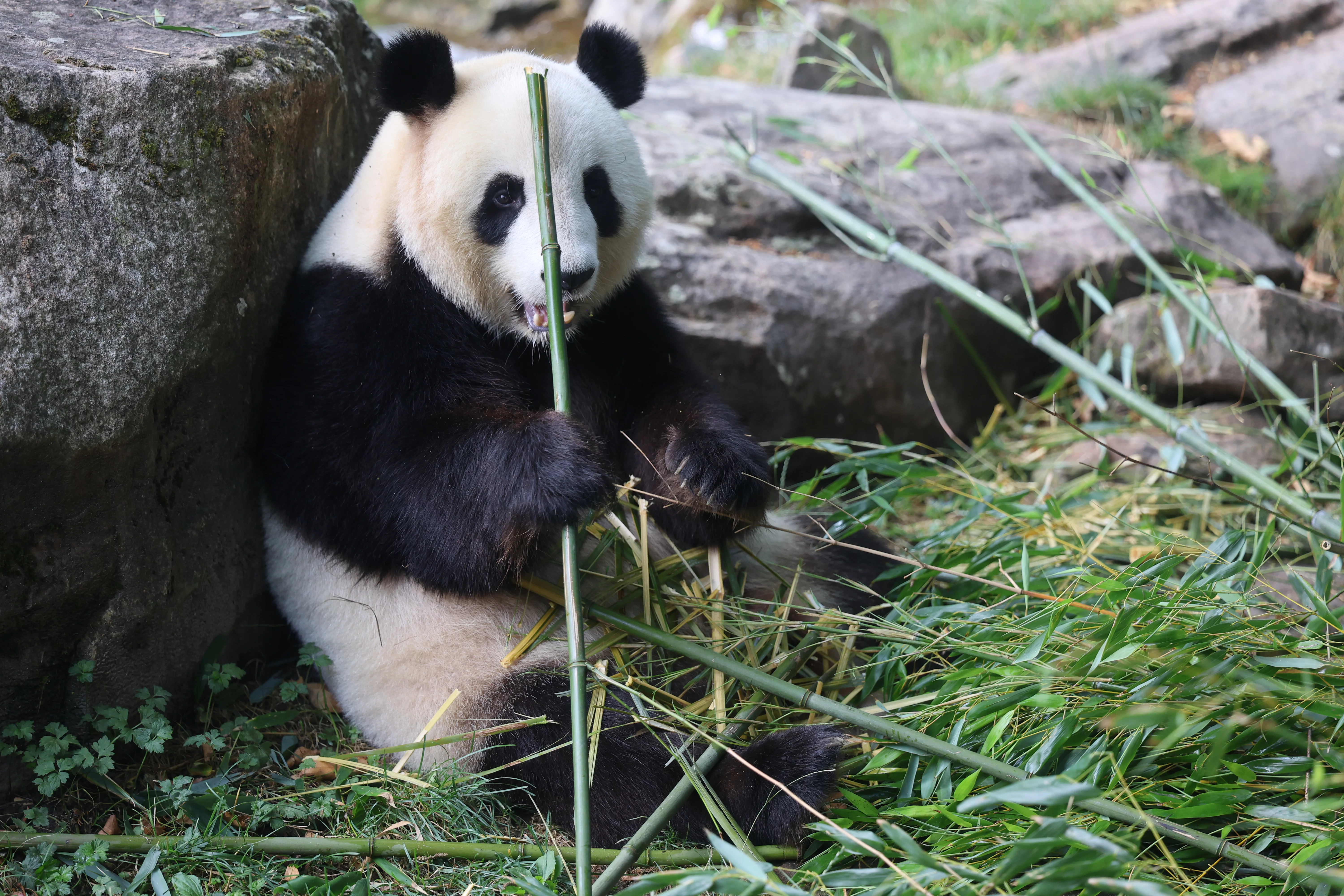 ZooParc de Beauval