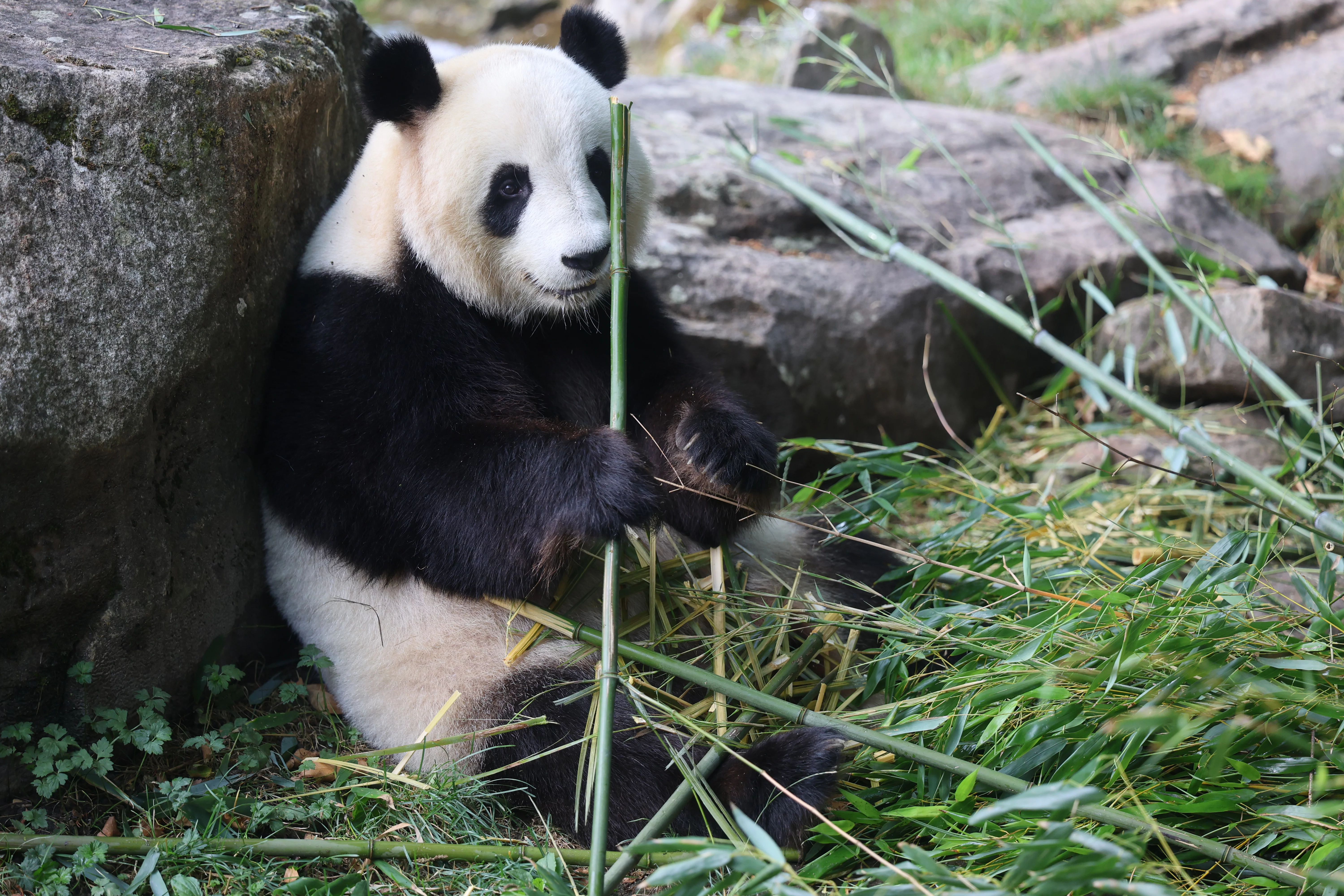 ZooParc de Beauval