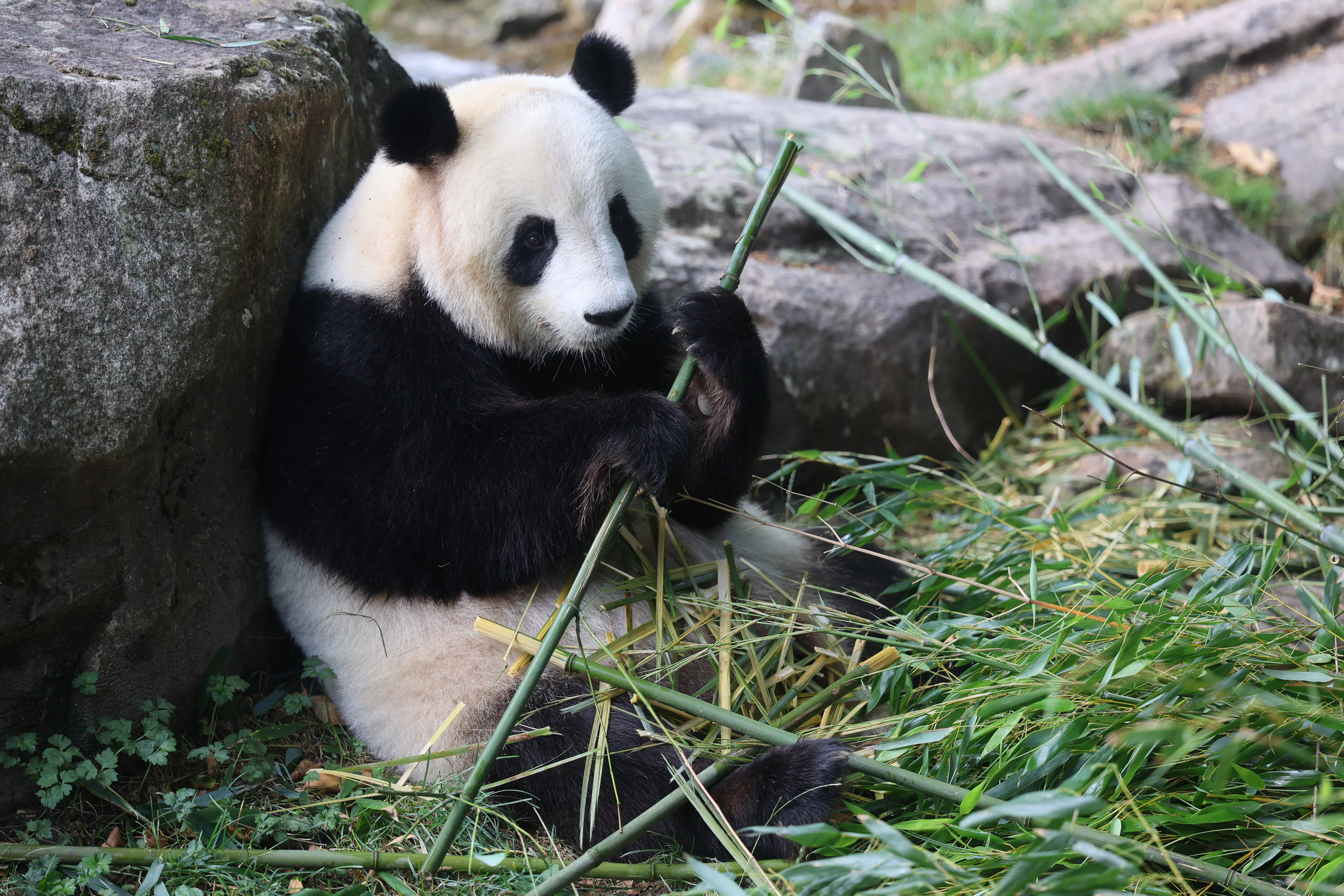 ZooParc de Beauval