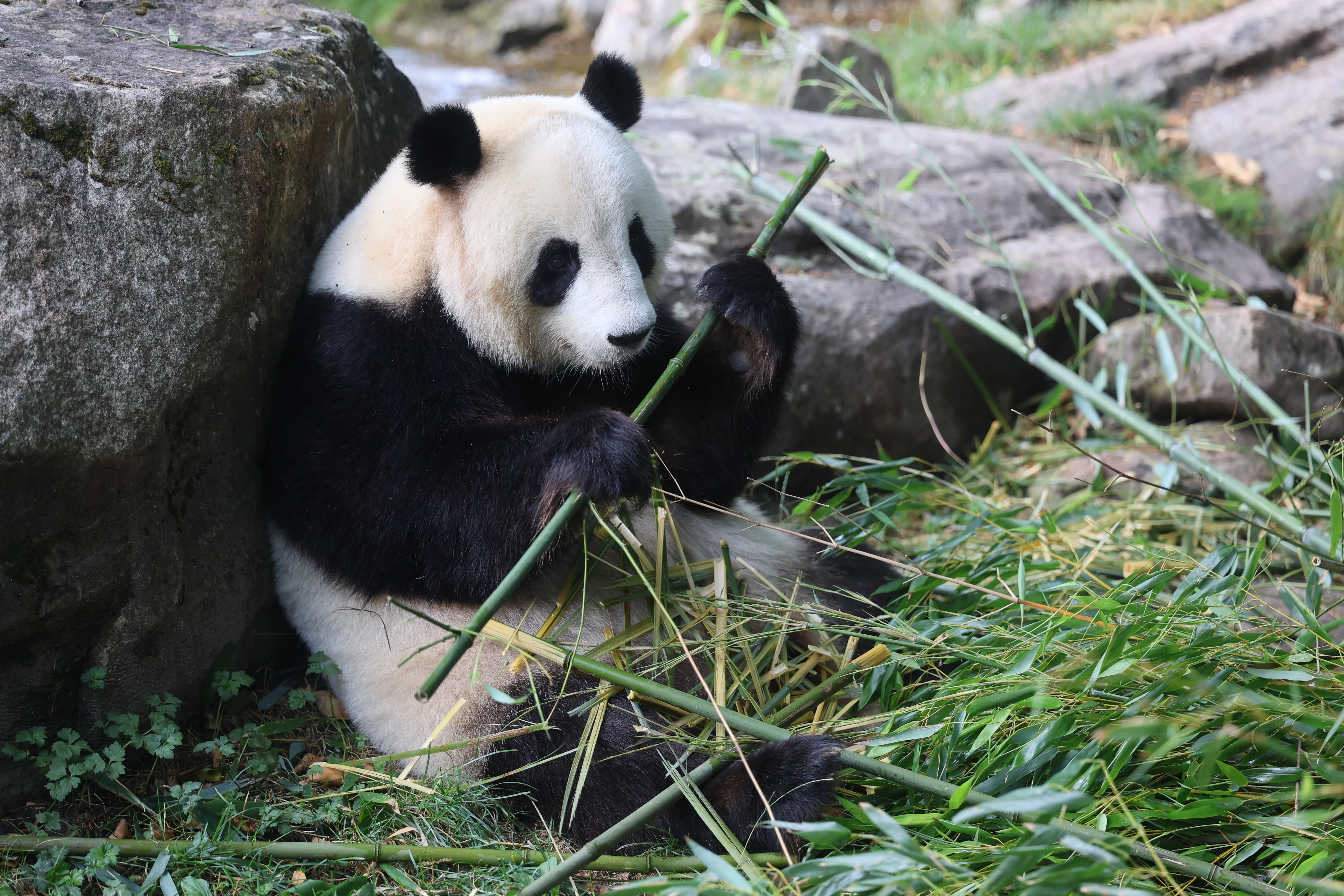 ZooParc de Beauval