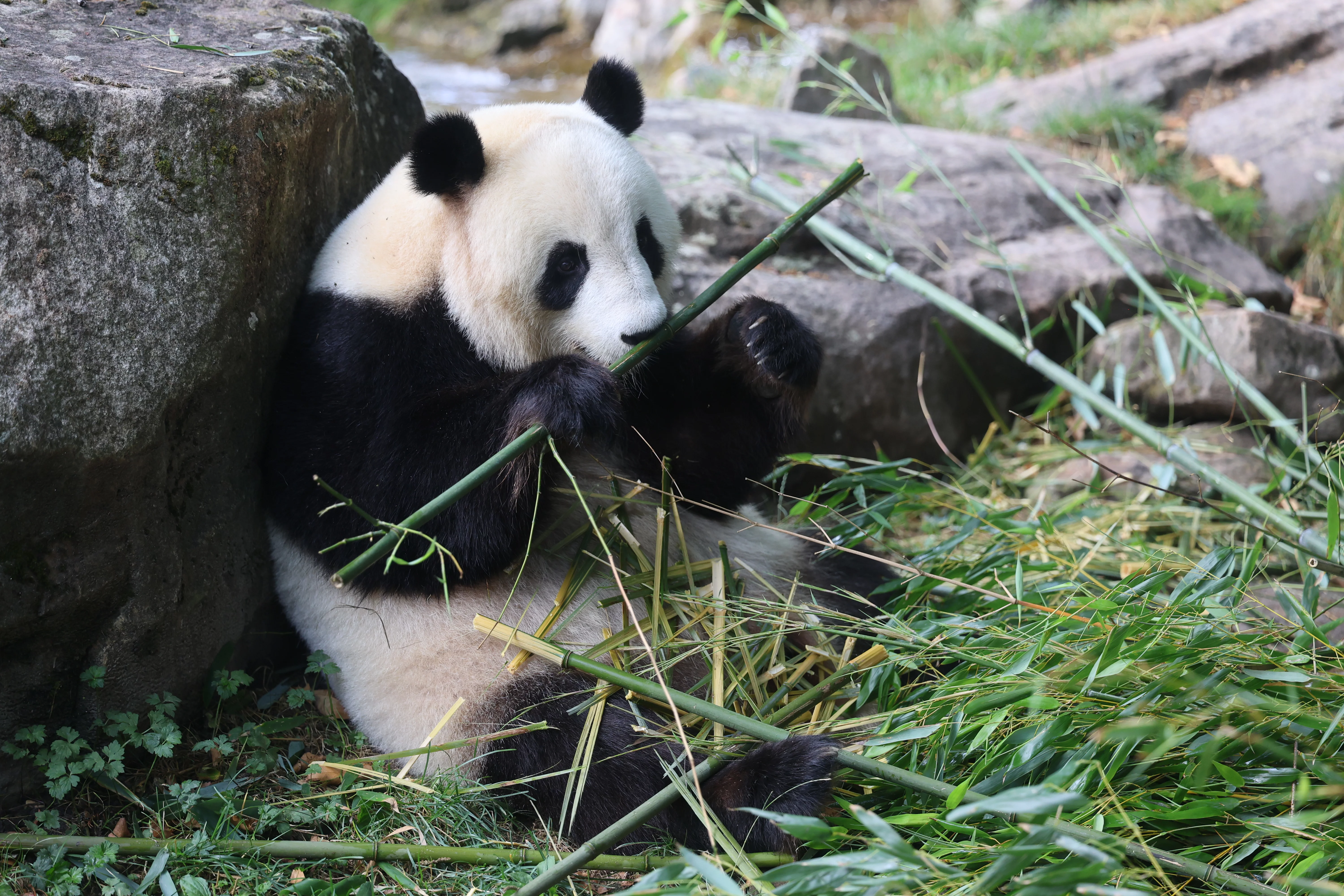 ZooParc de Beauval