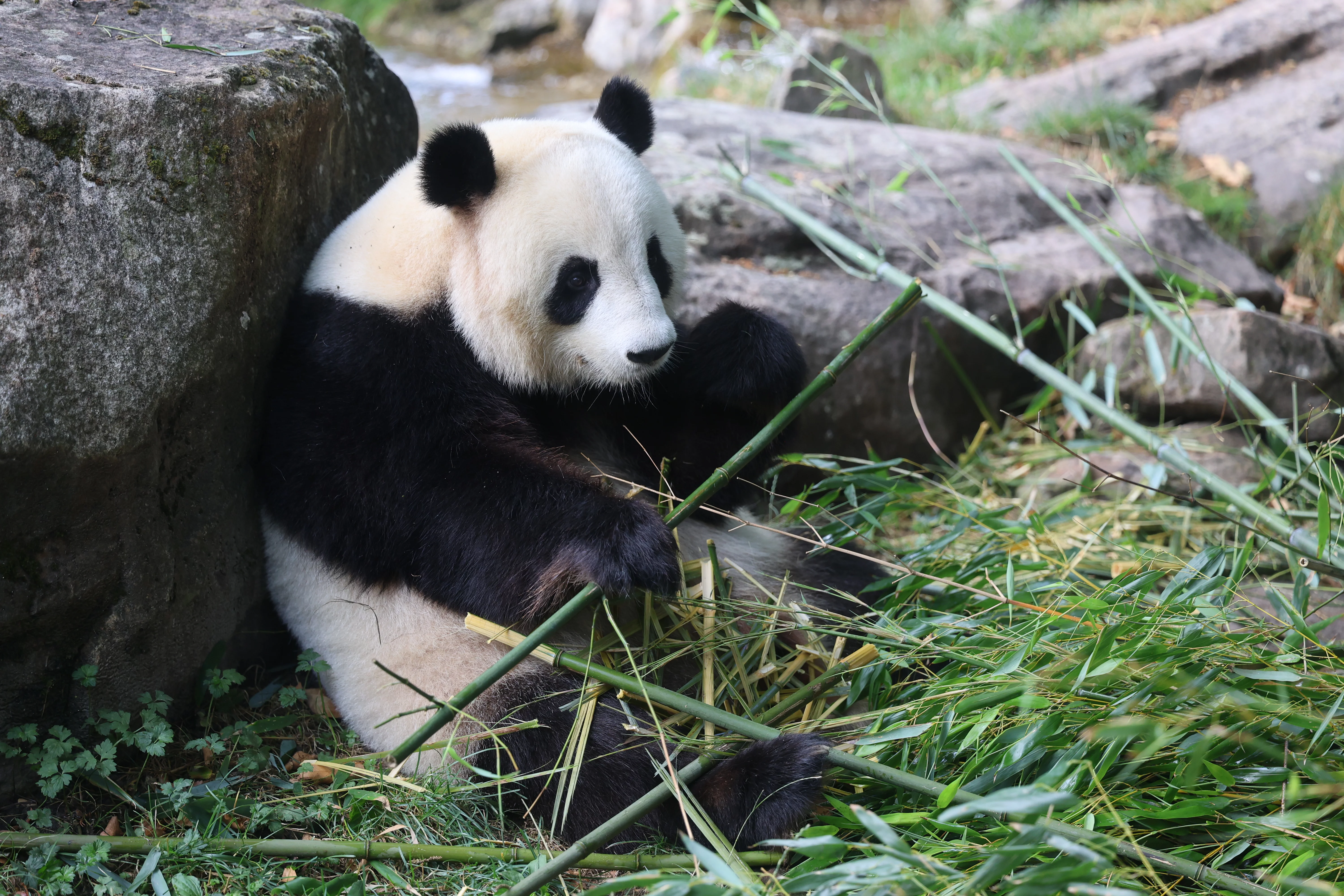 ZooParc de Beauval