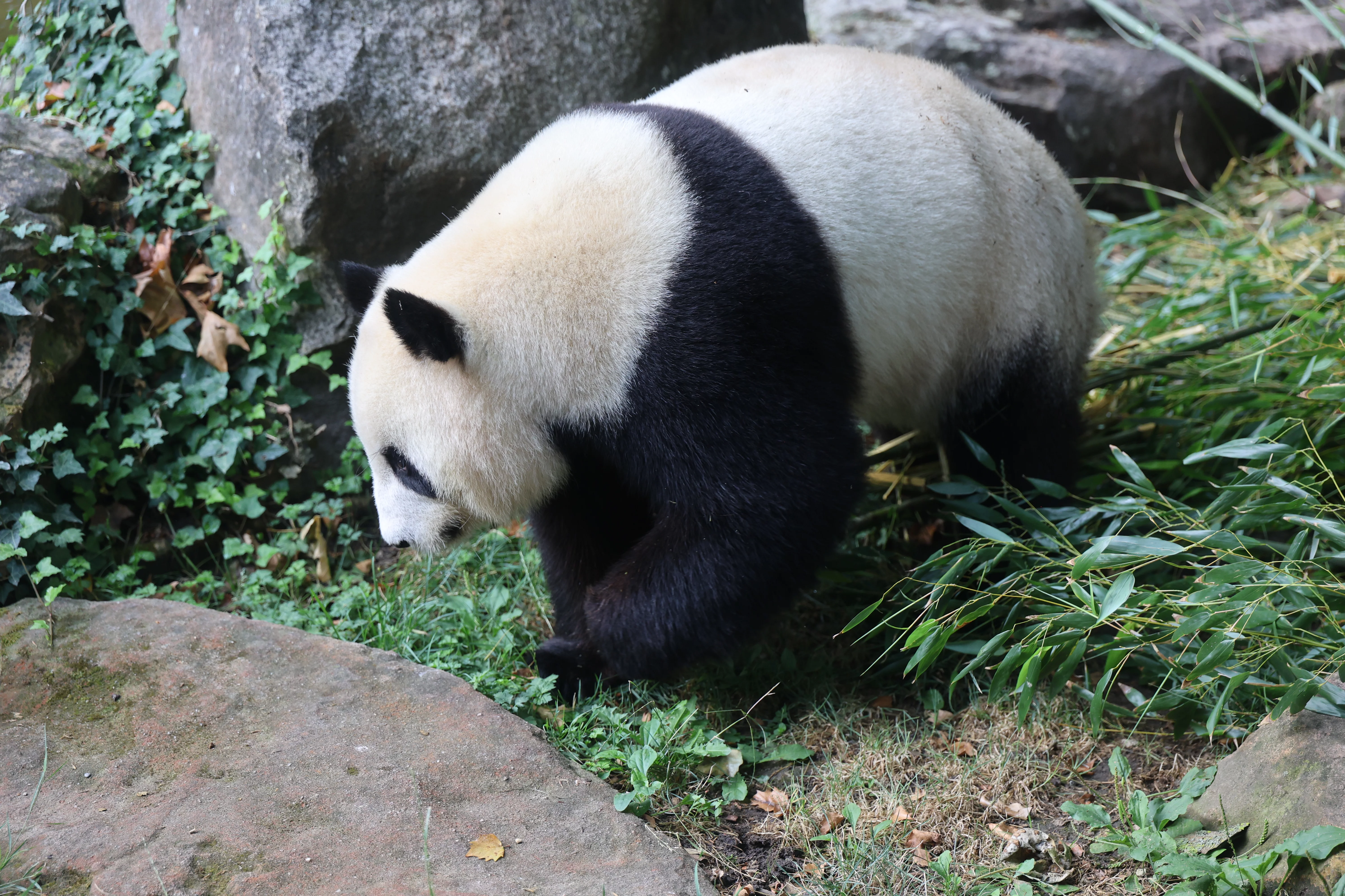 ZooParc de Beauval