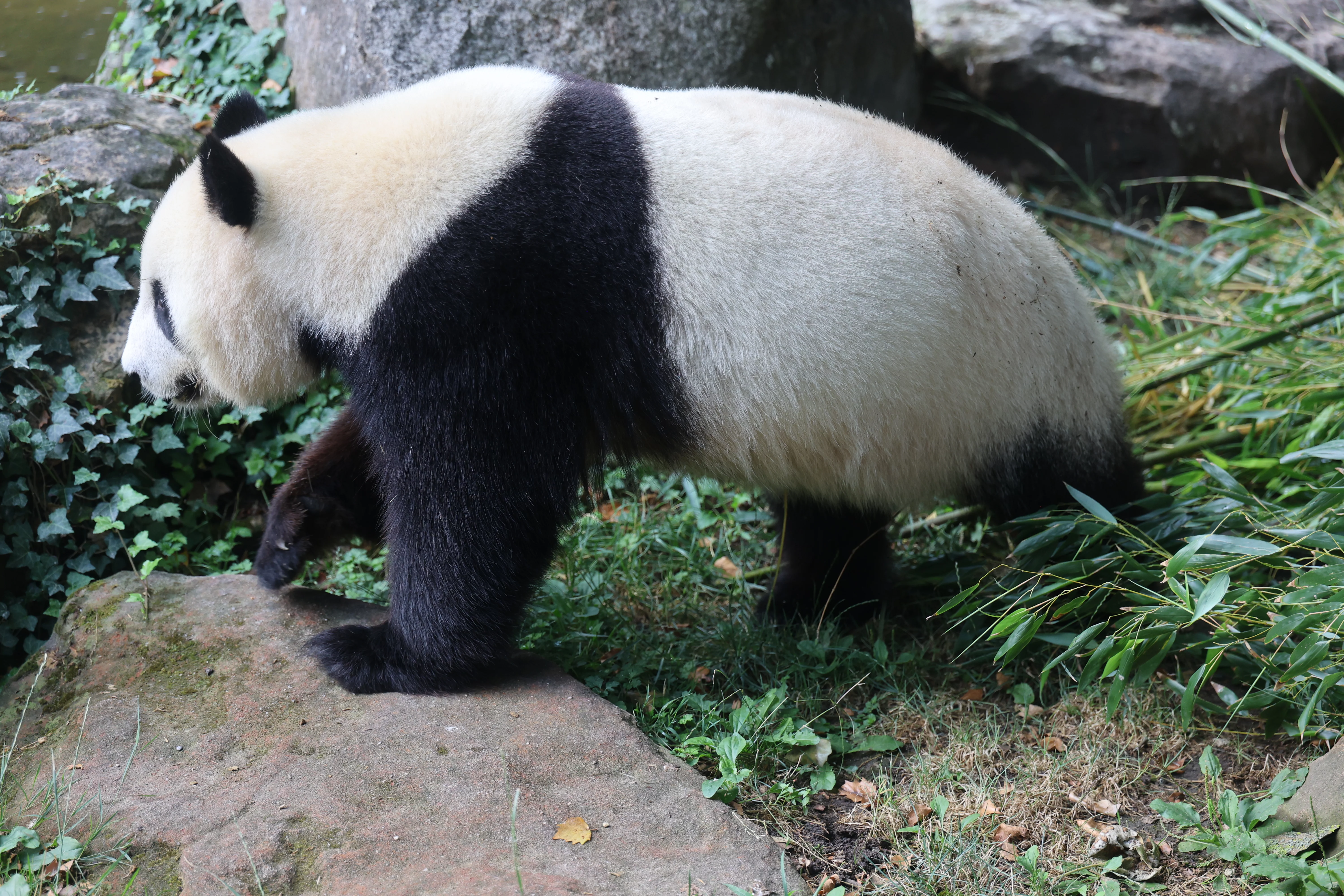 ZooParc de Beauval
