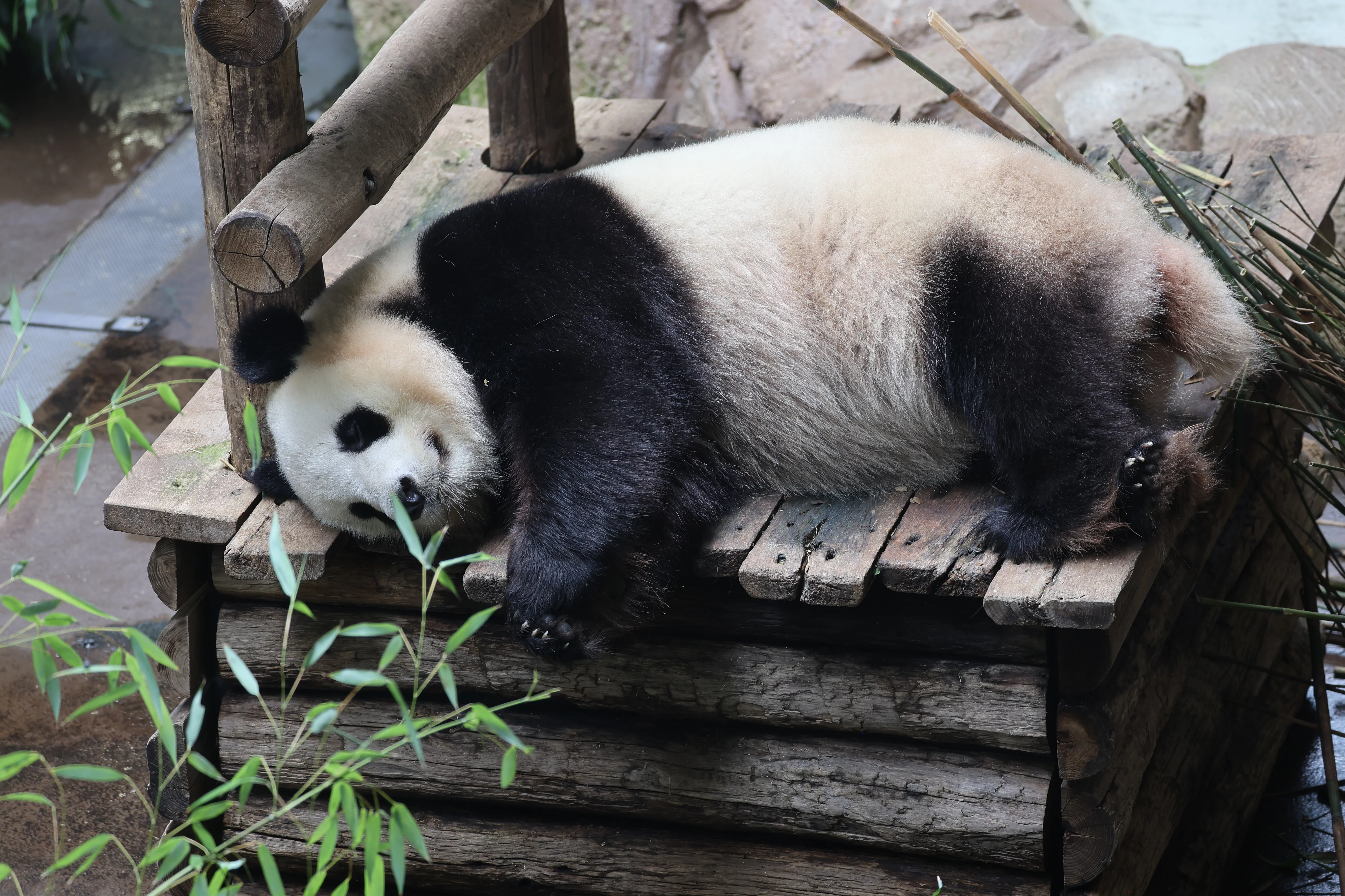 ZooParc de Beauval