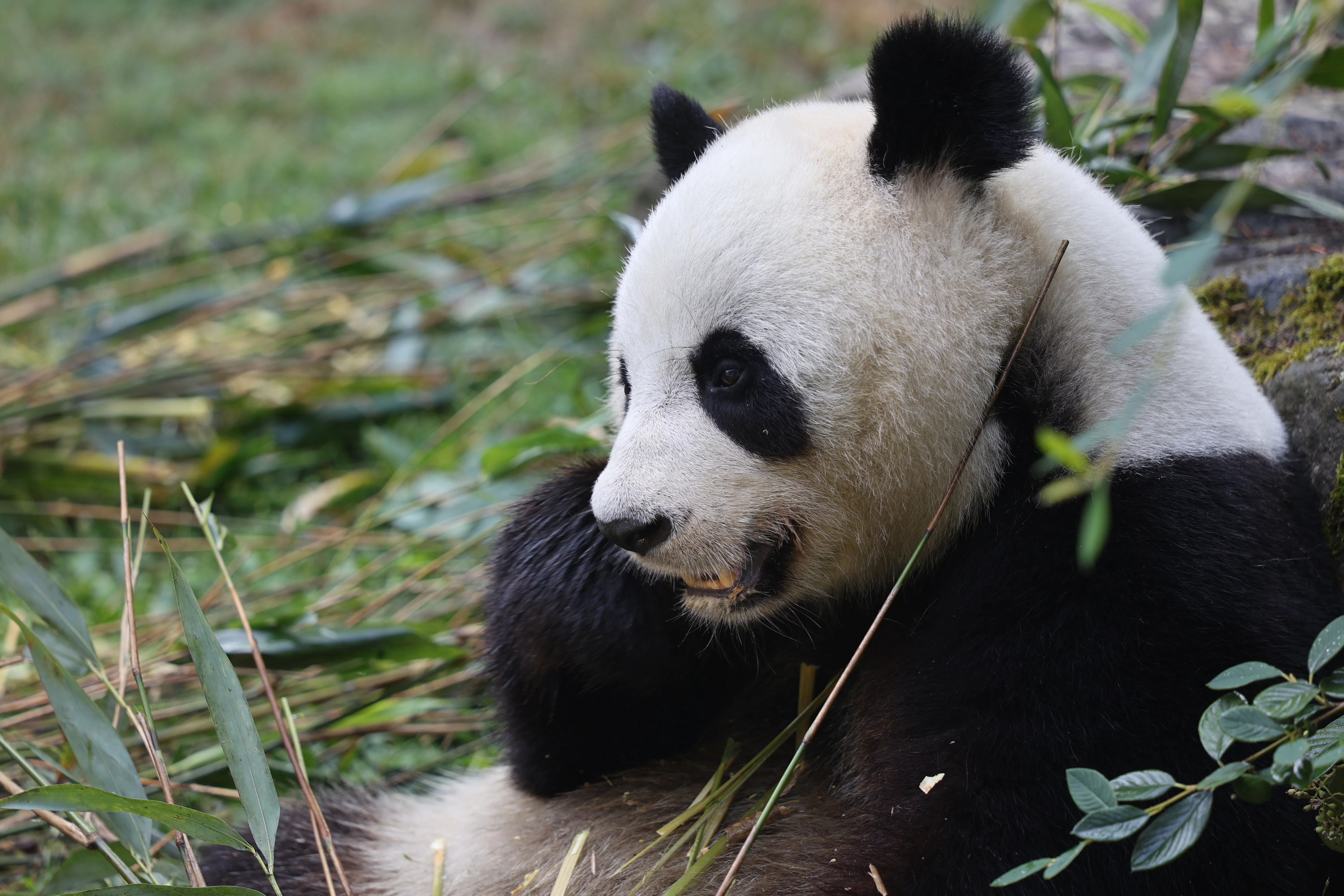 ZooParc de Beauval