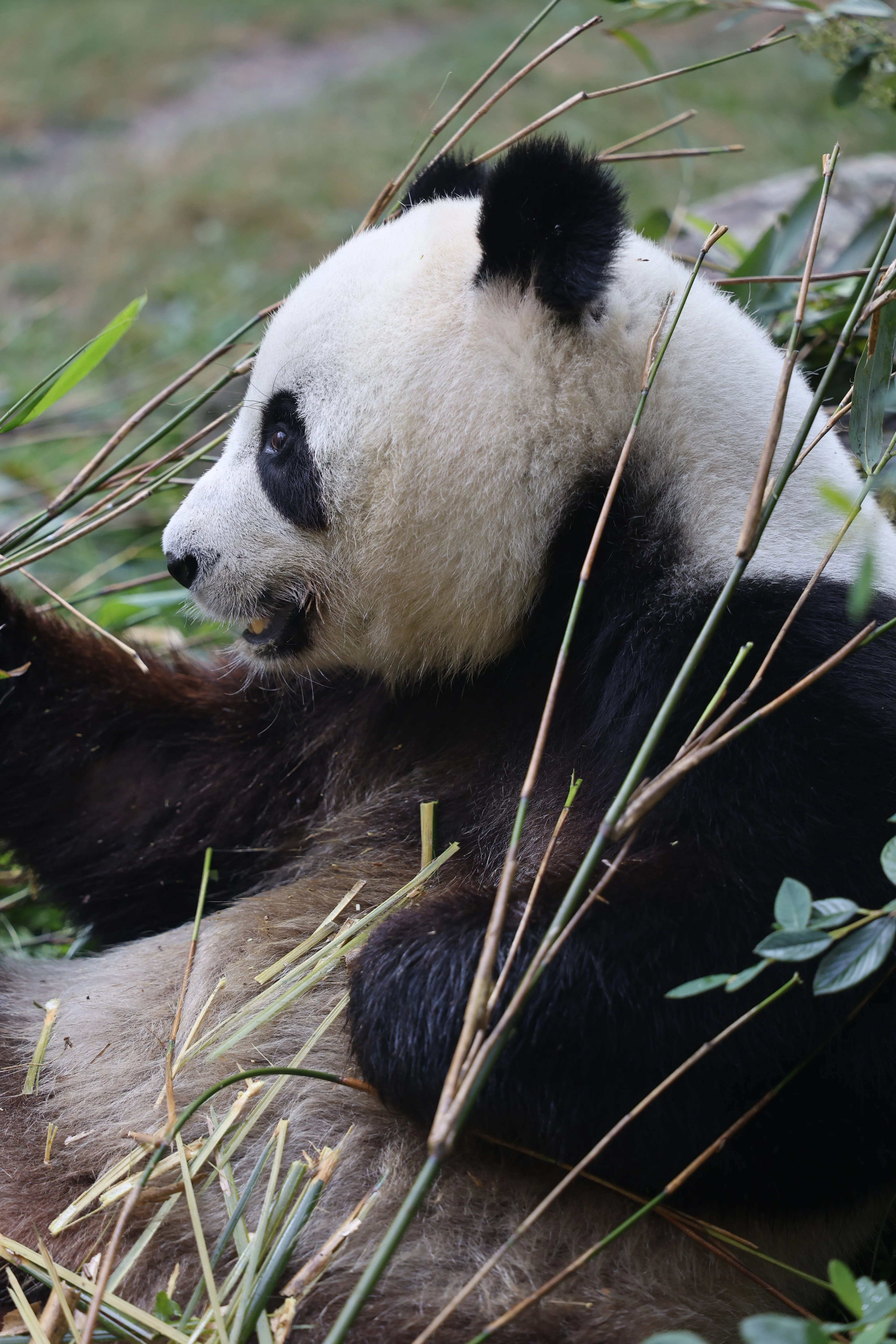 ZooParc de Beauval