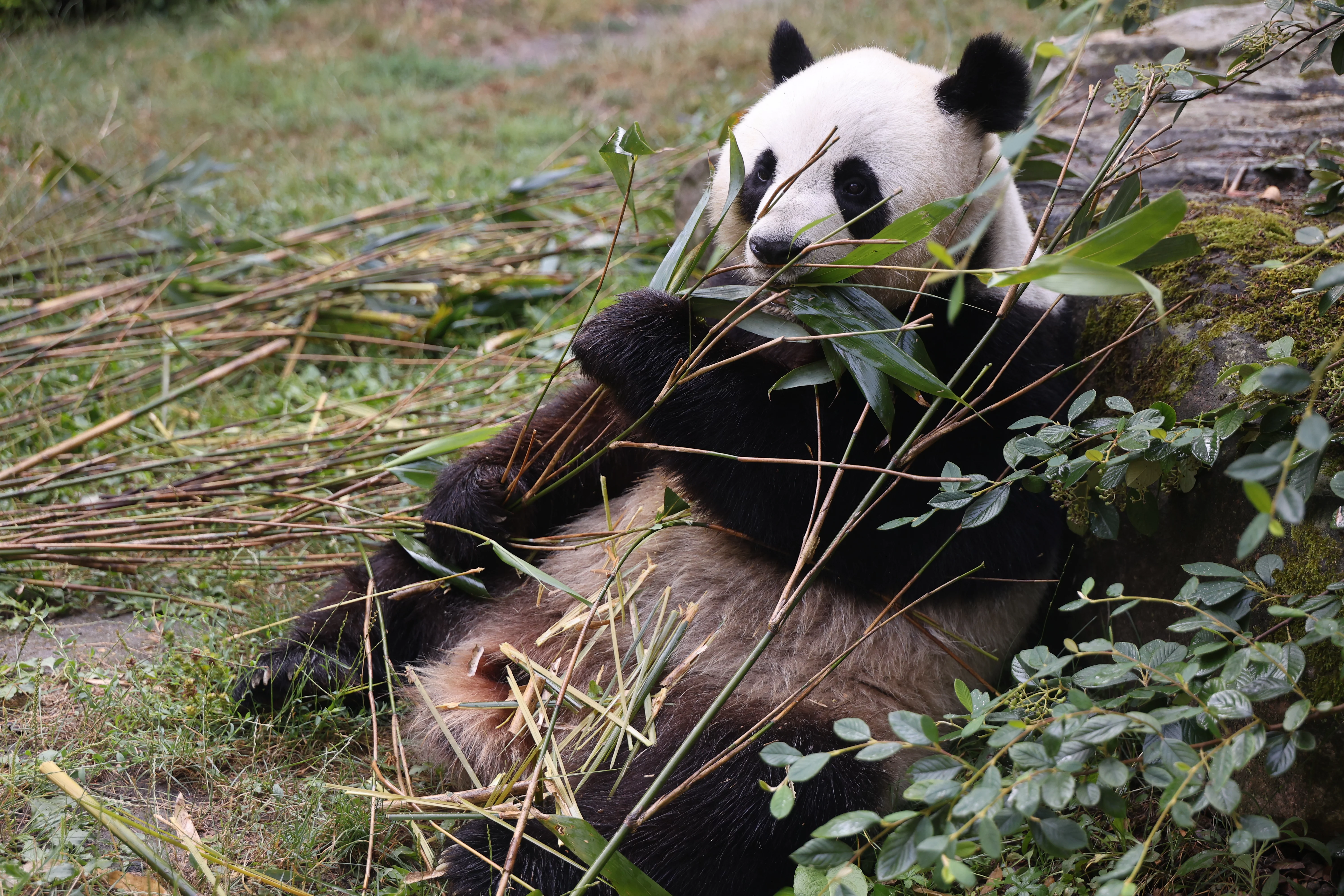 ZooParc de Beauval