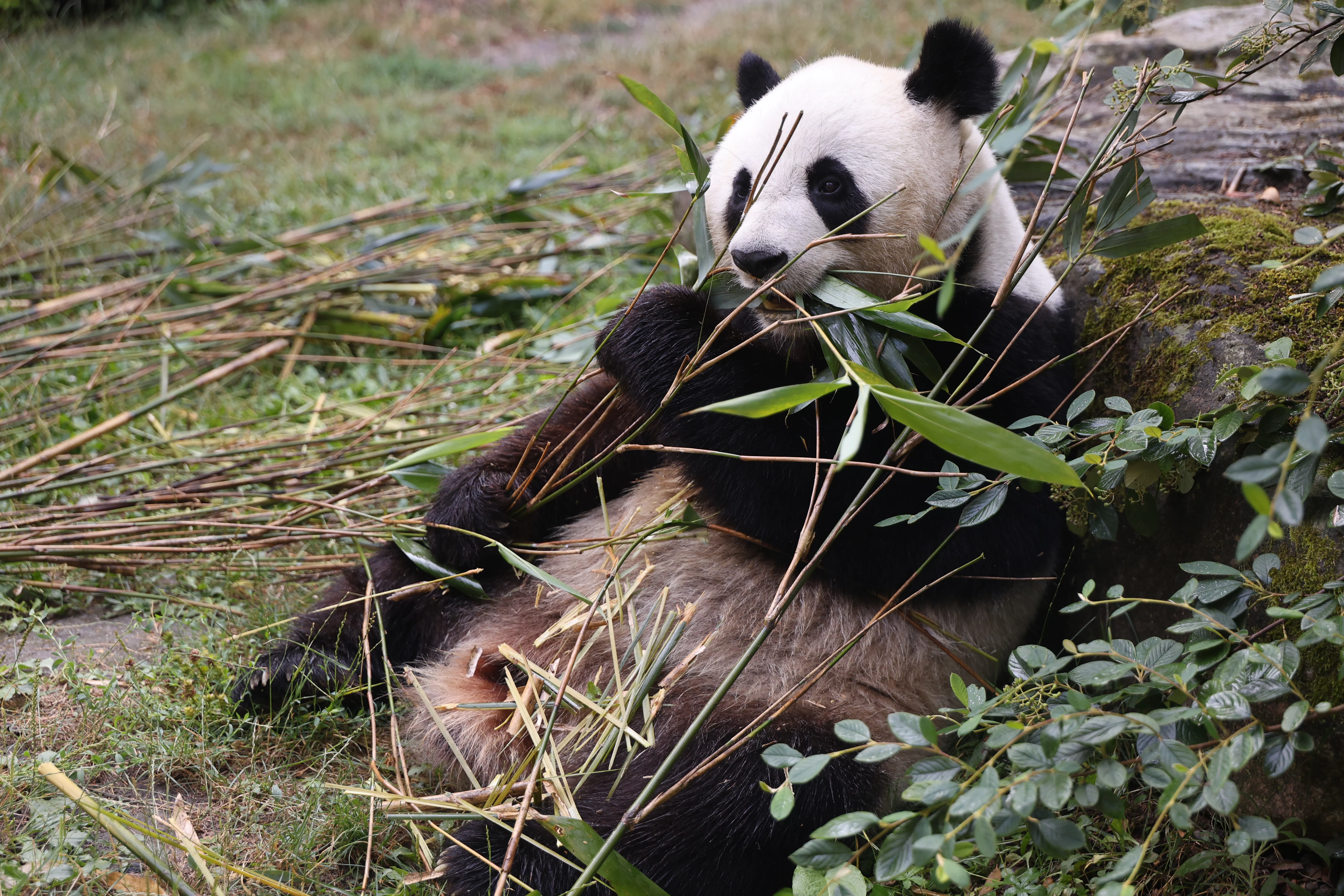 ZooParc de Beauval