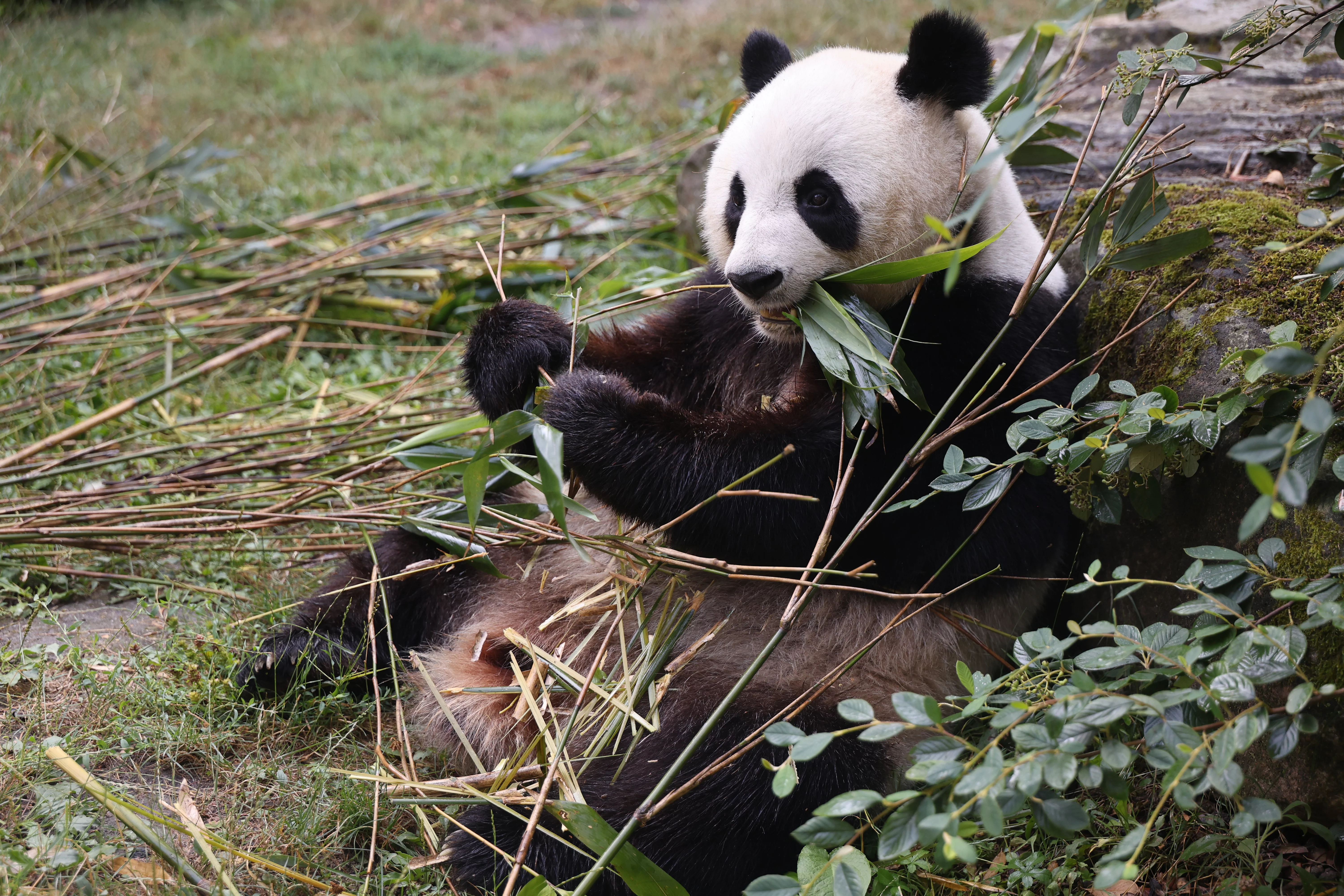 ZooParc de Beauval