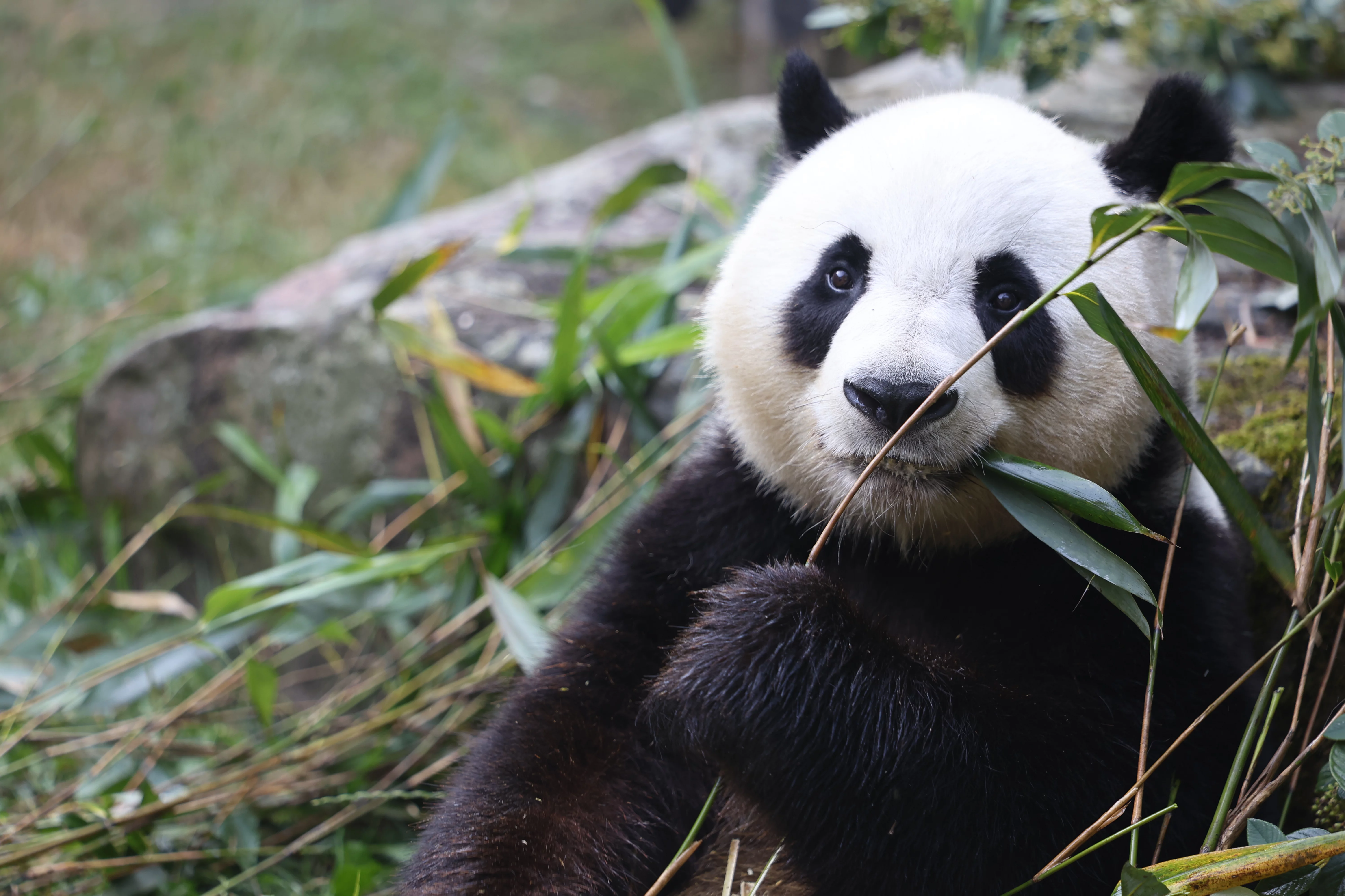 ZooParc de Beauval