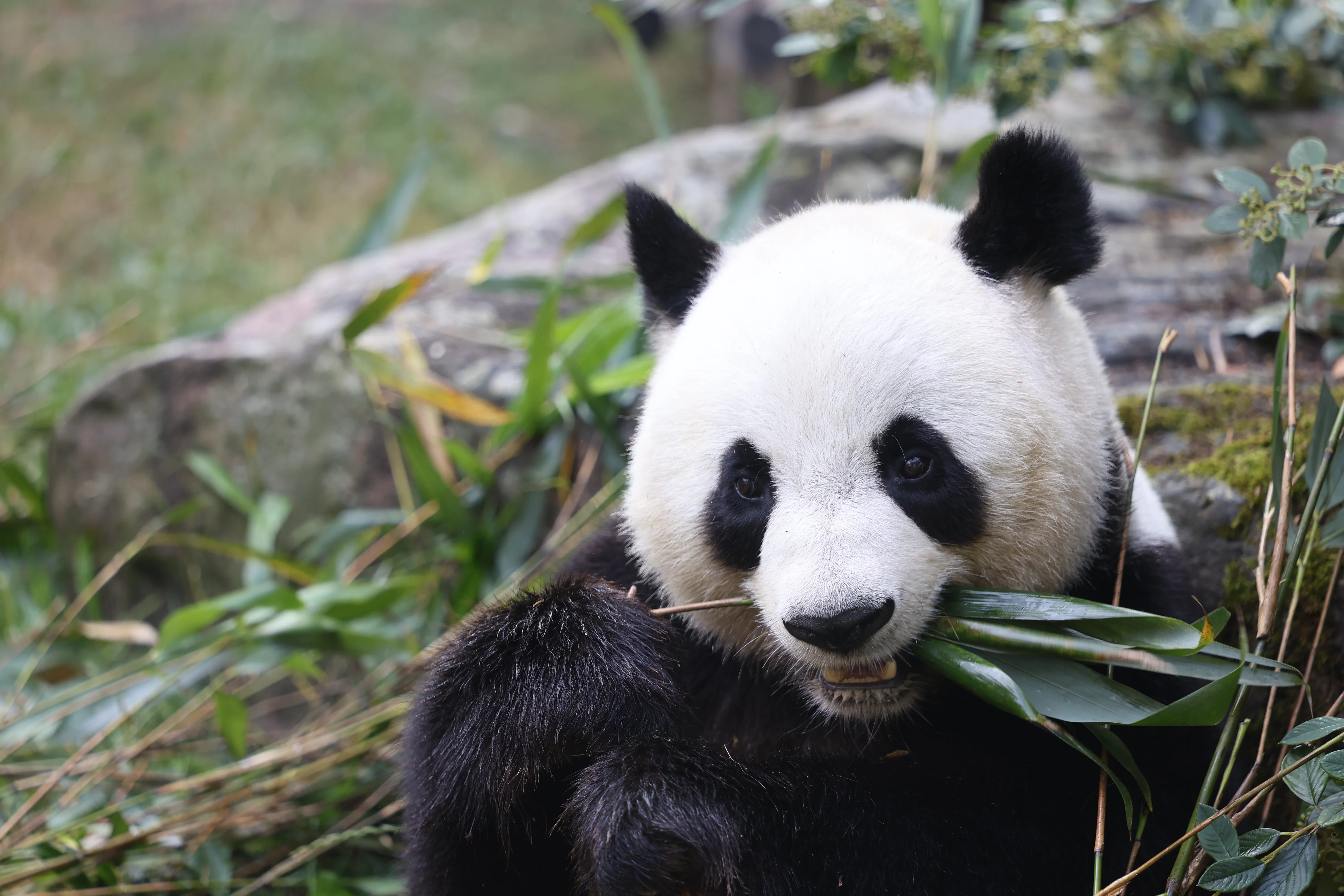 ZooParc de Beauval