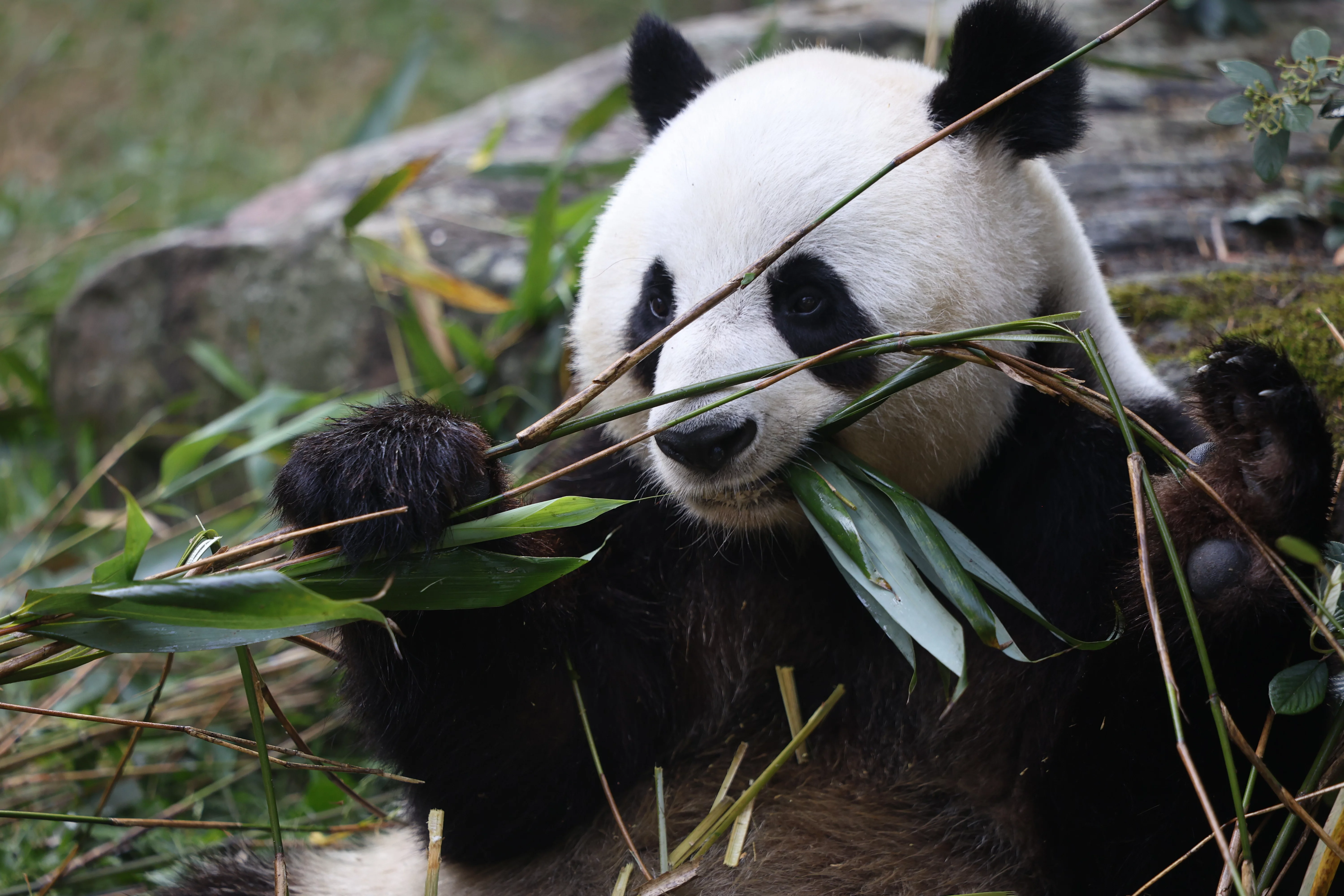 ZooParc de Beauval