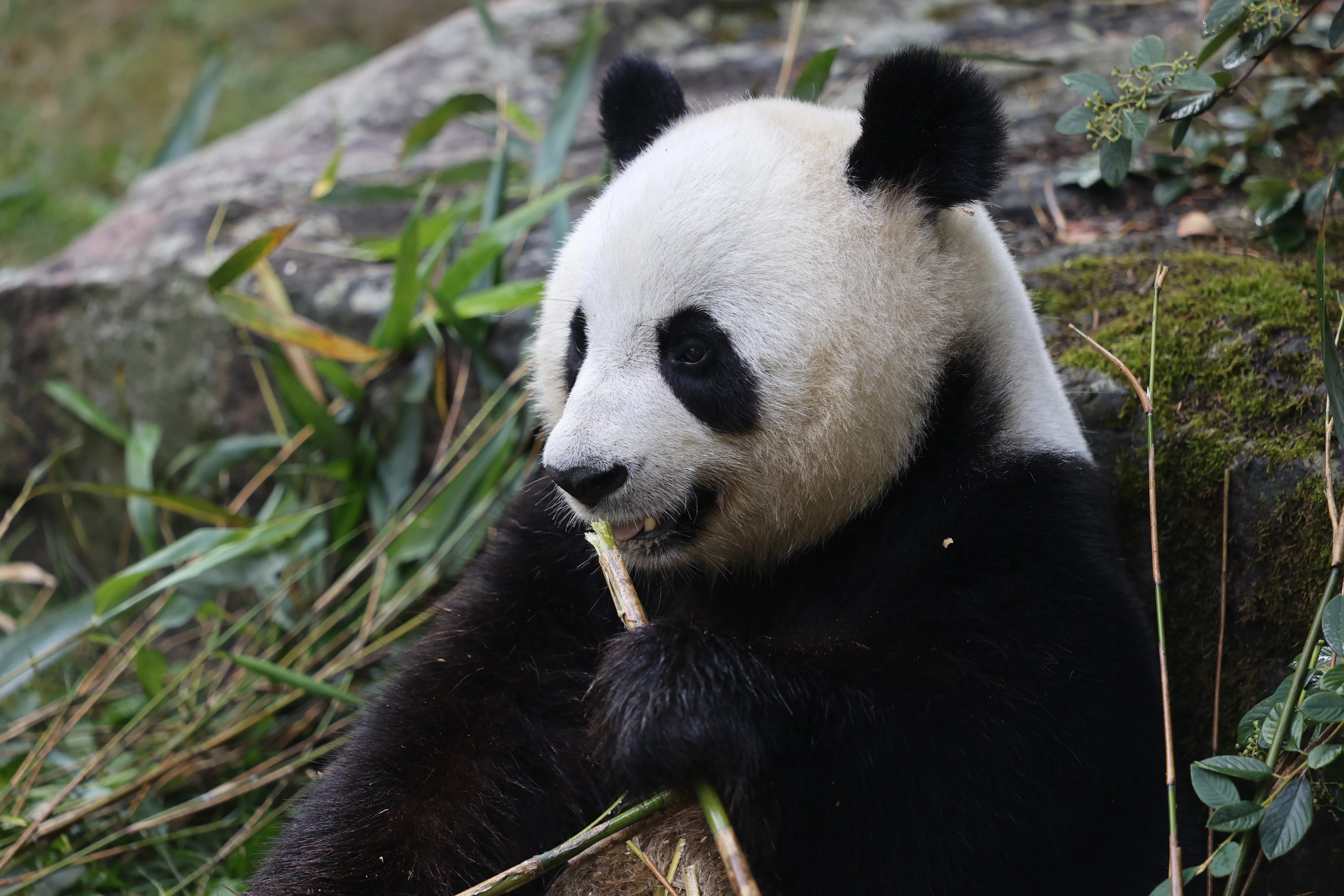 ZooParc de Beauval