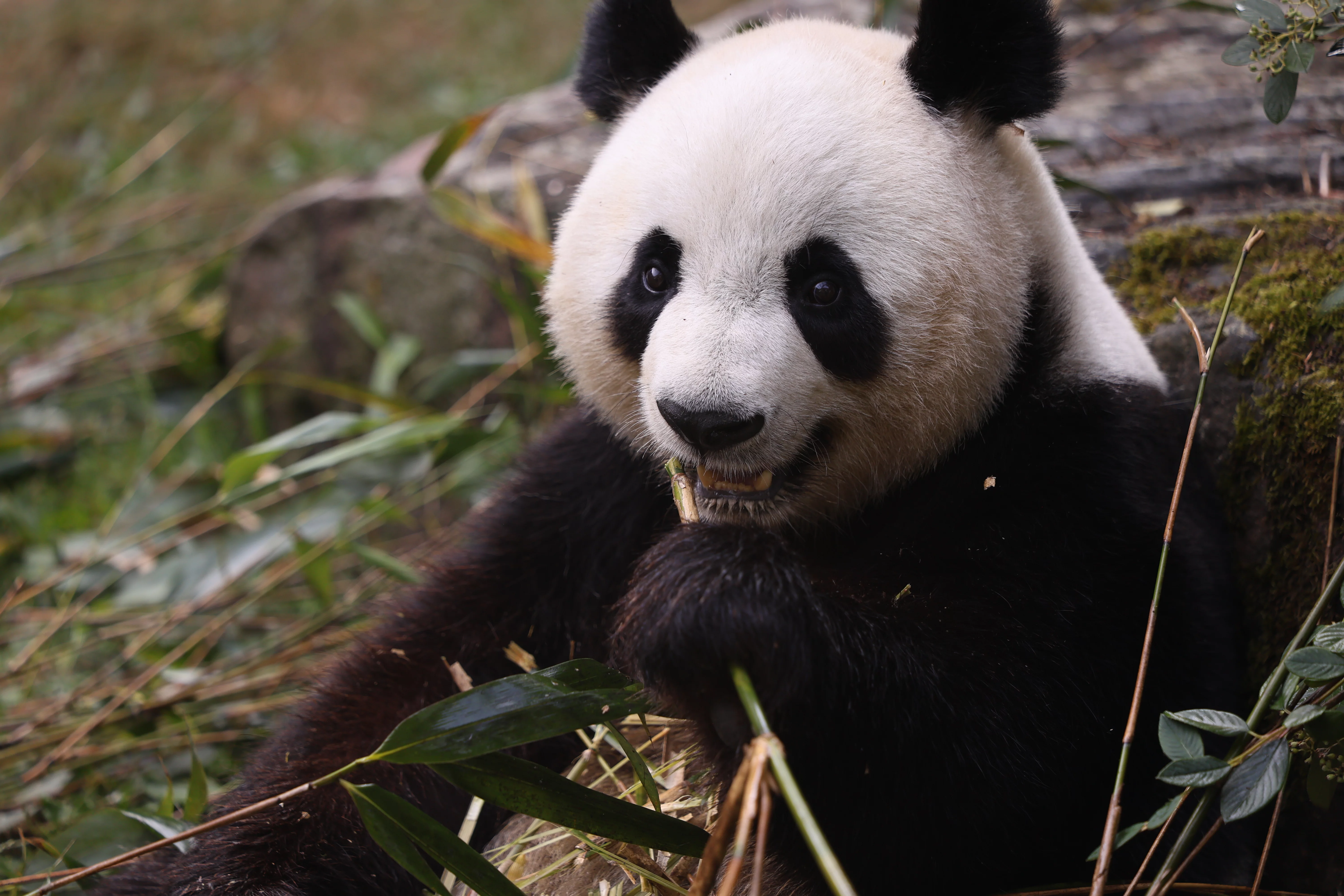 ZooParc de Beauval