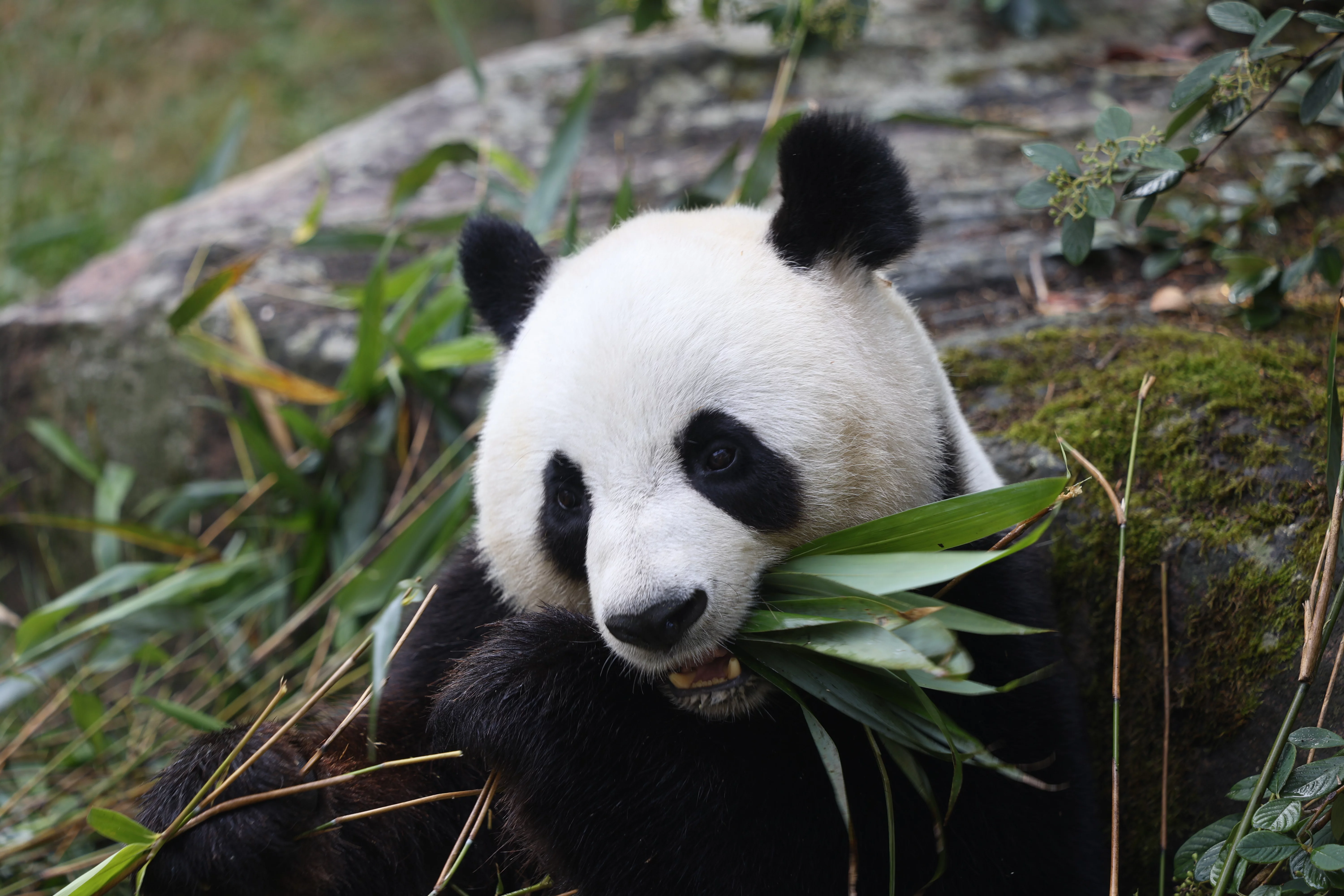 ZooParc de Beauval
