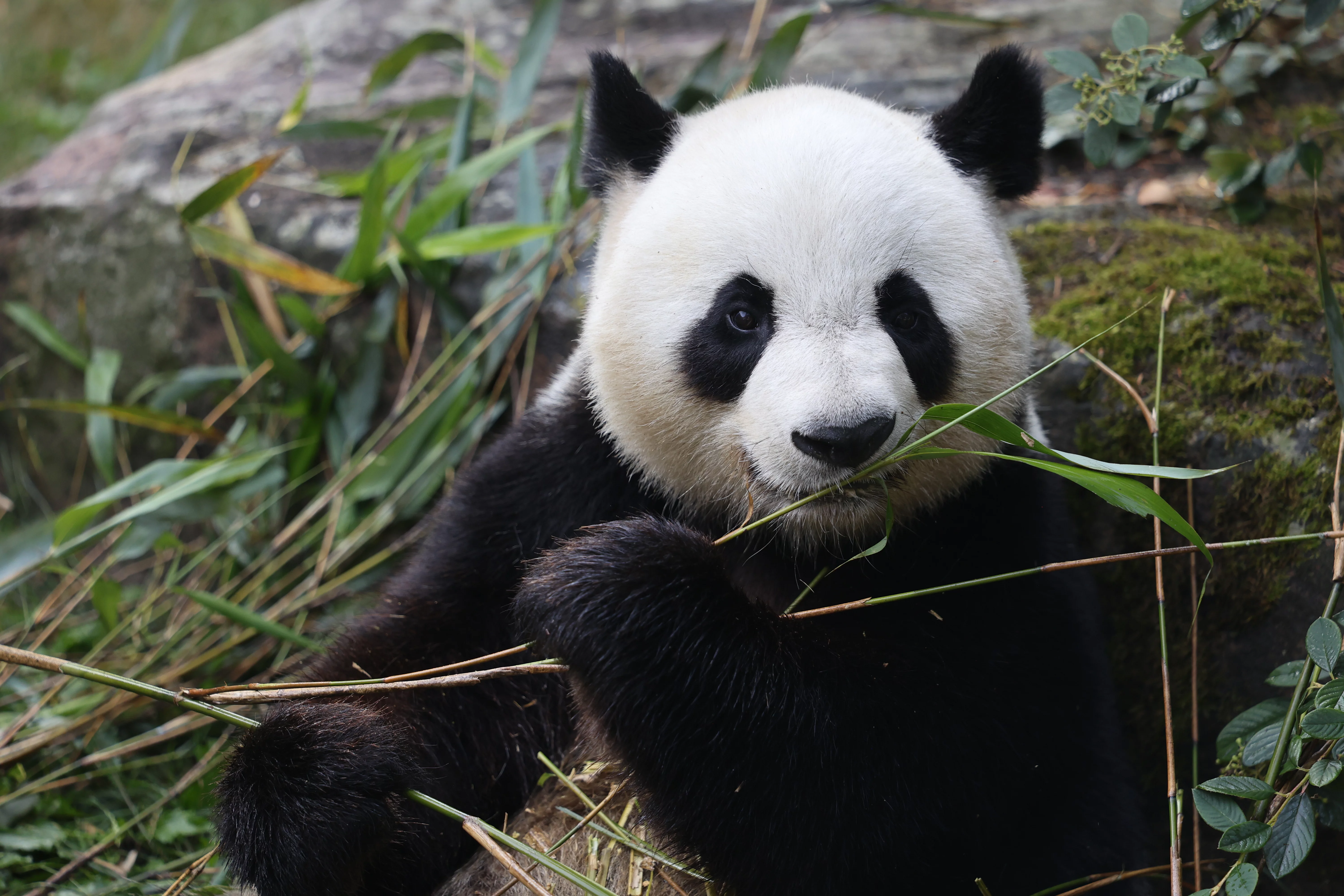 ZooParc de Beauval