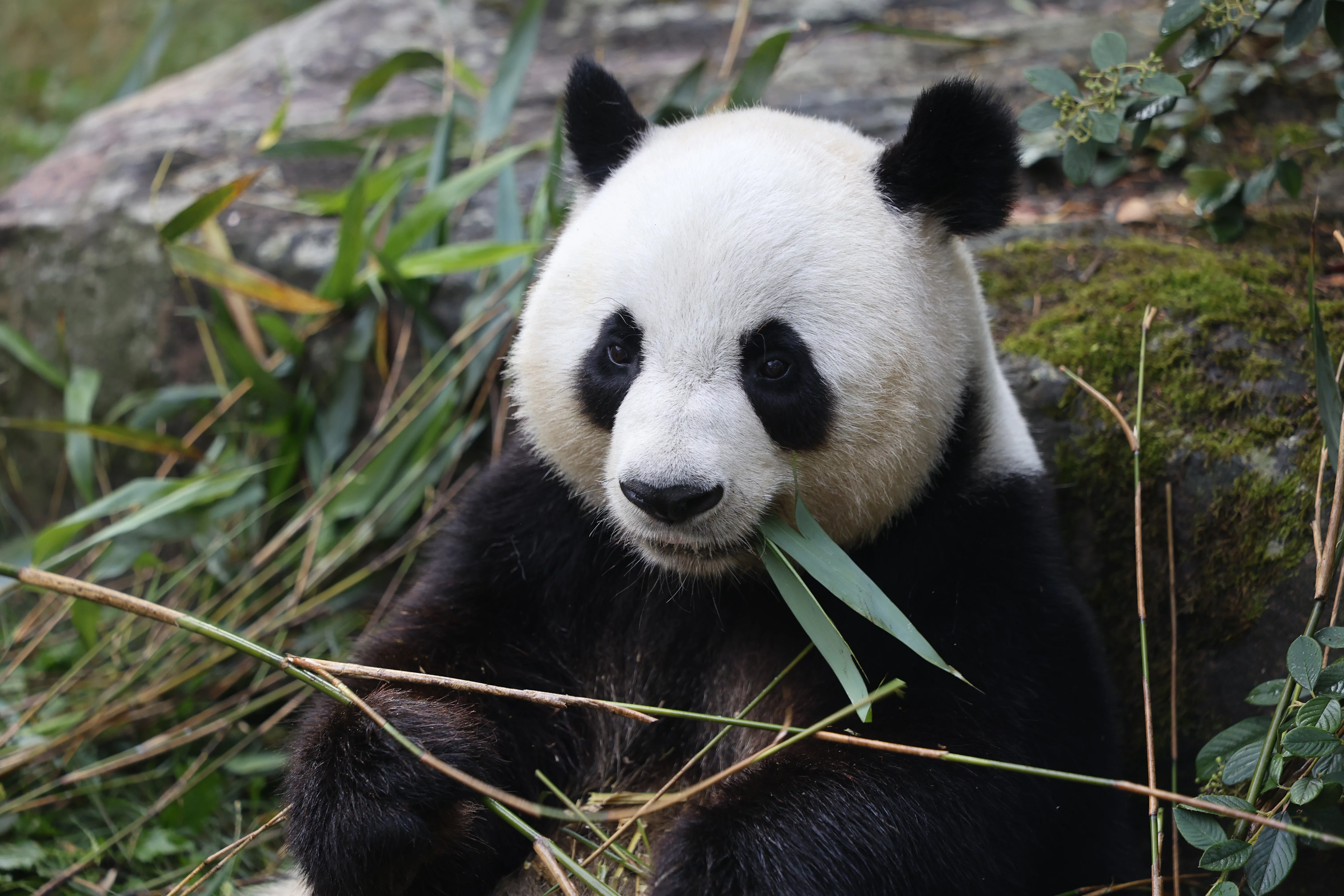 ZooParc de Beauval