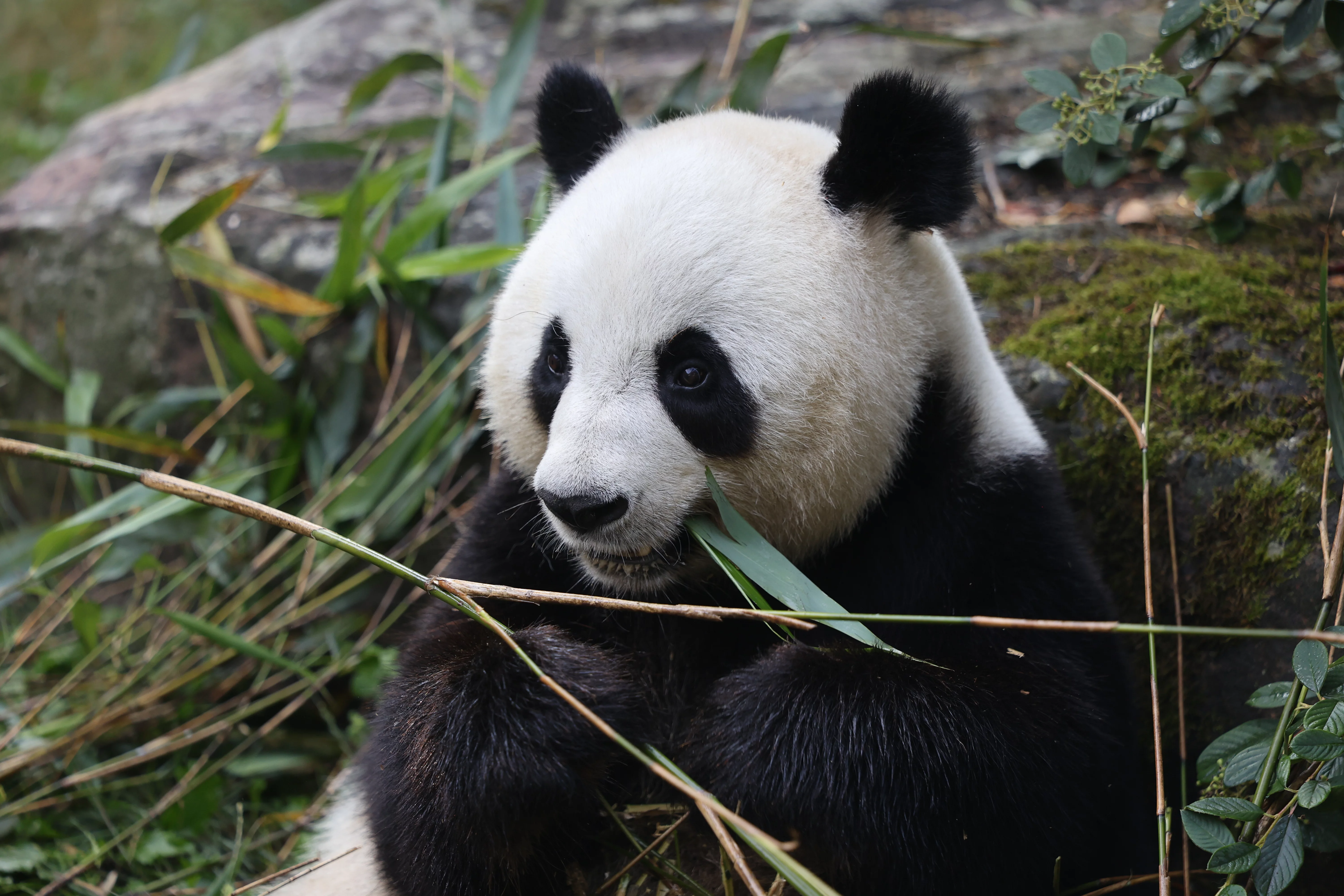 ZooParc de Beauval