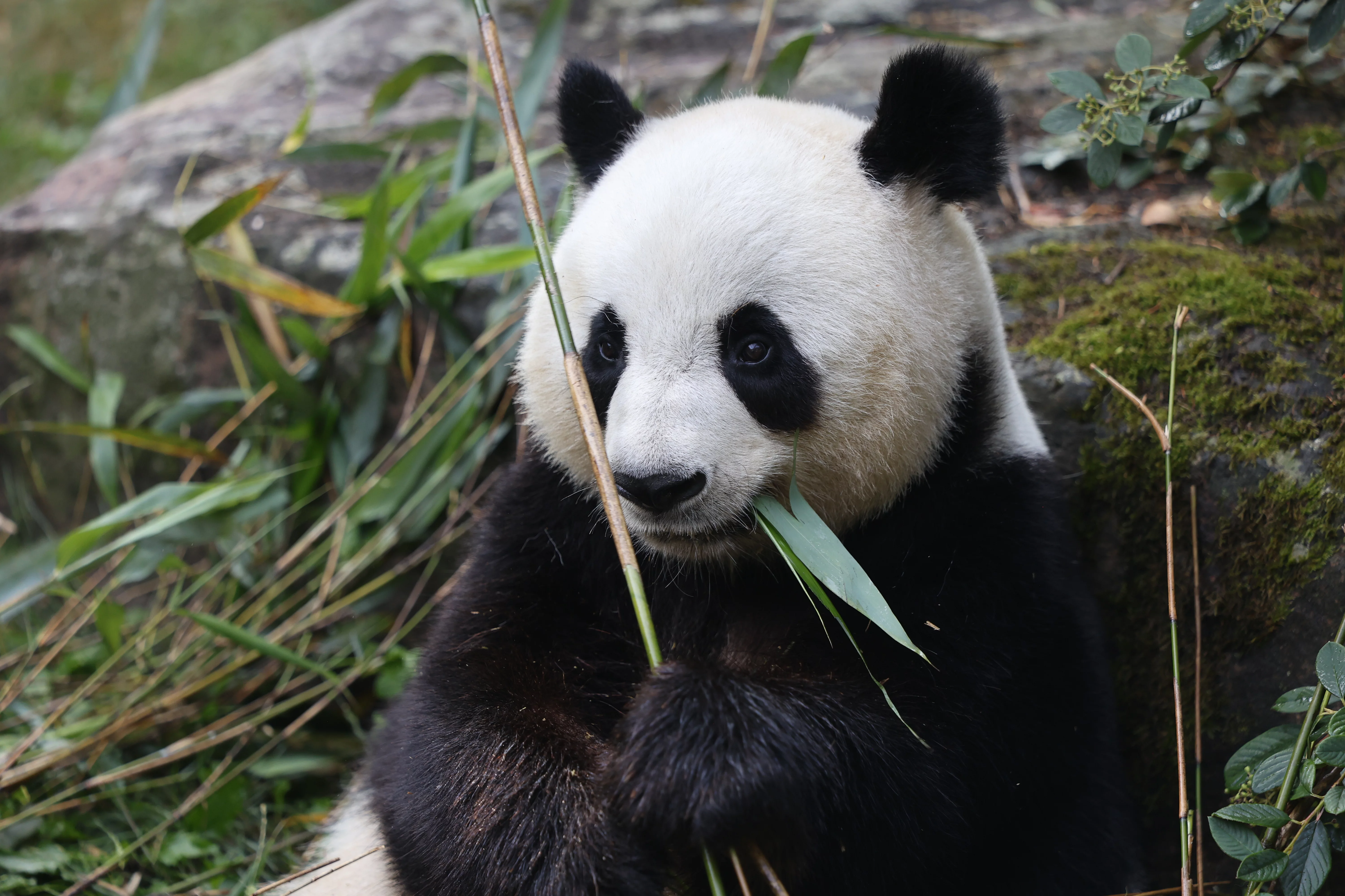 ZooParc de Beauval