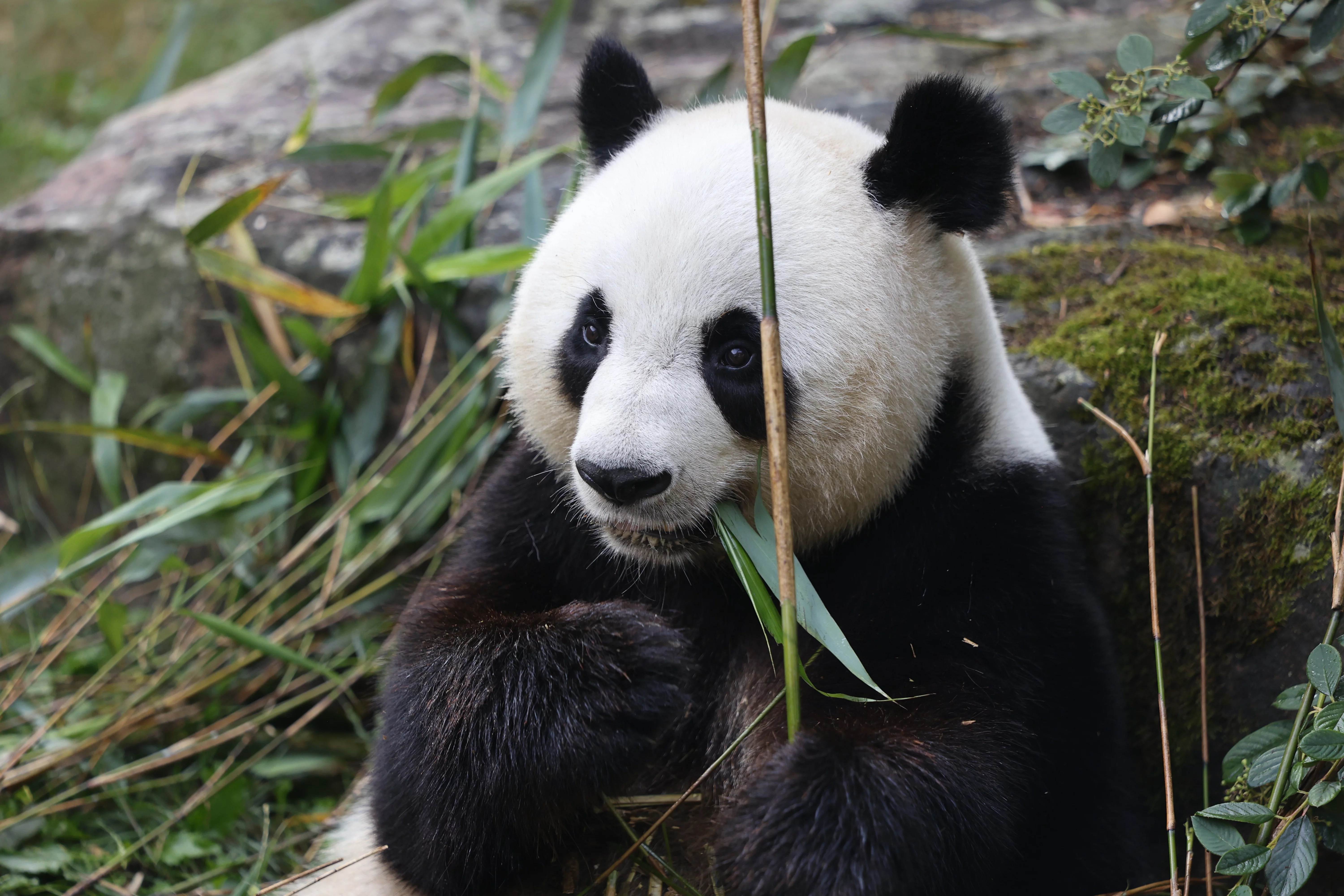 ZooParc de Beauval
