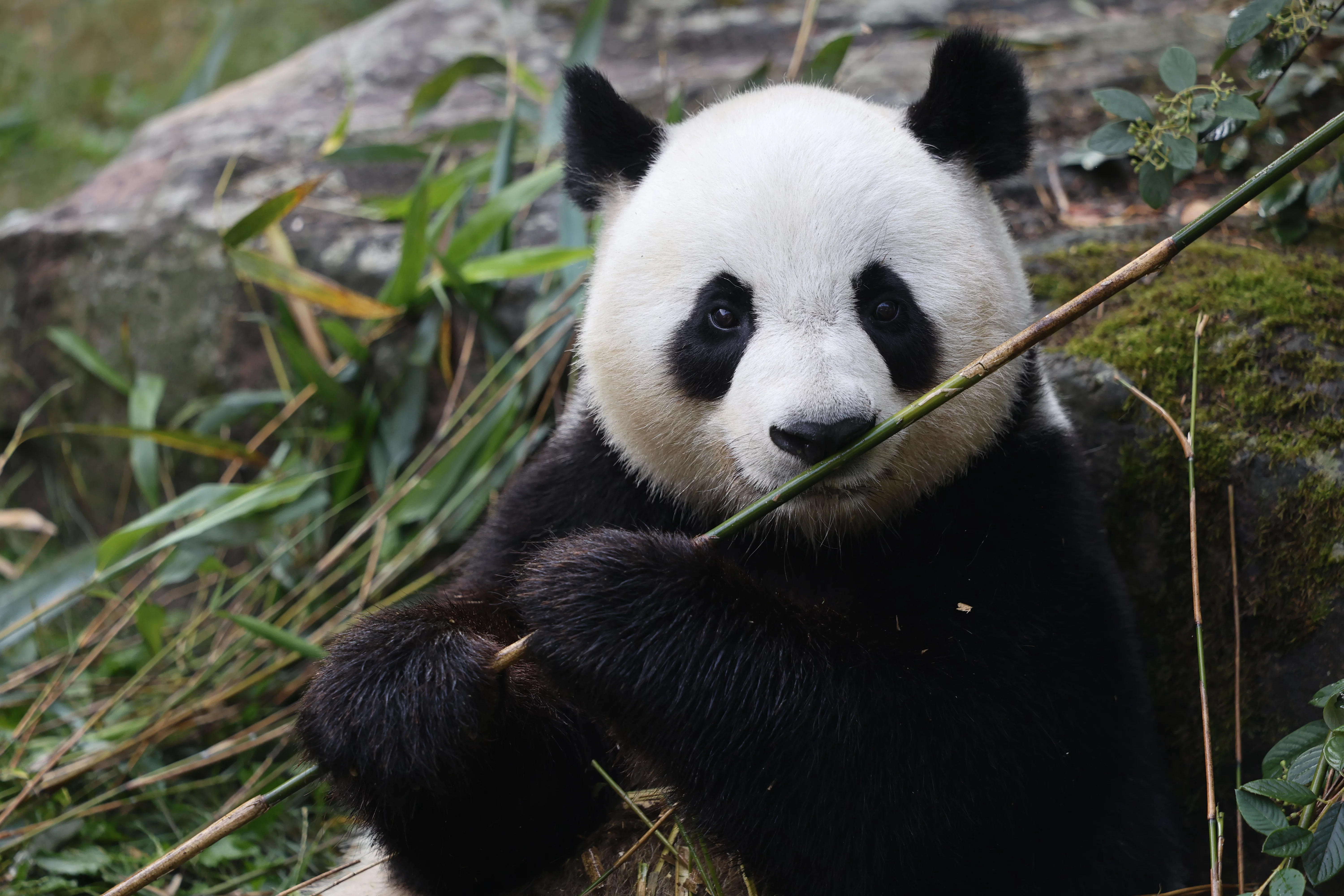 ZooParc de Beauval