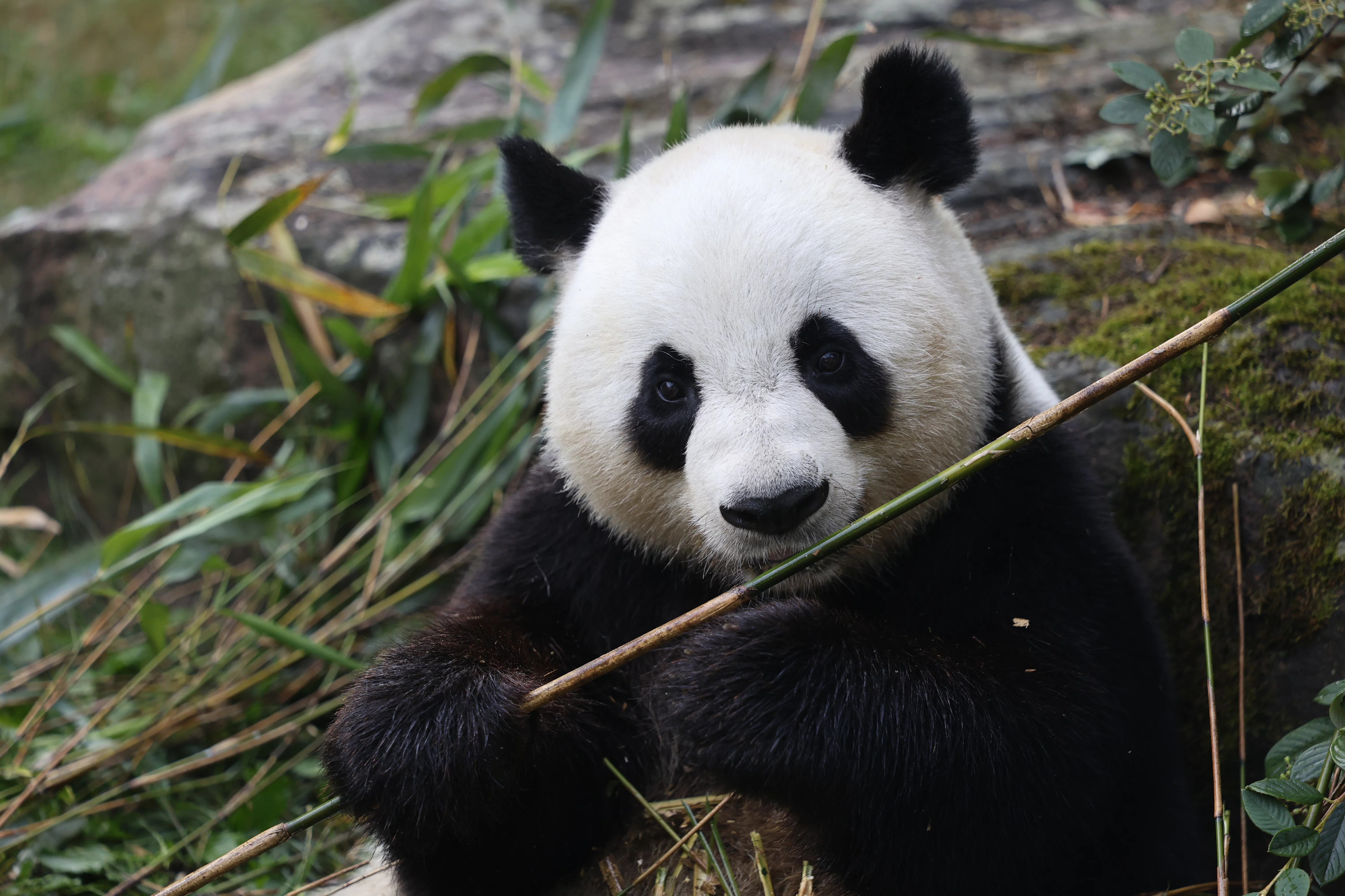 ZooParc de Beauval