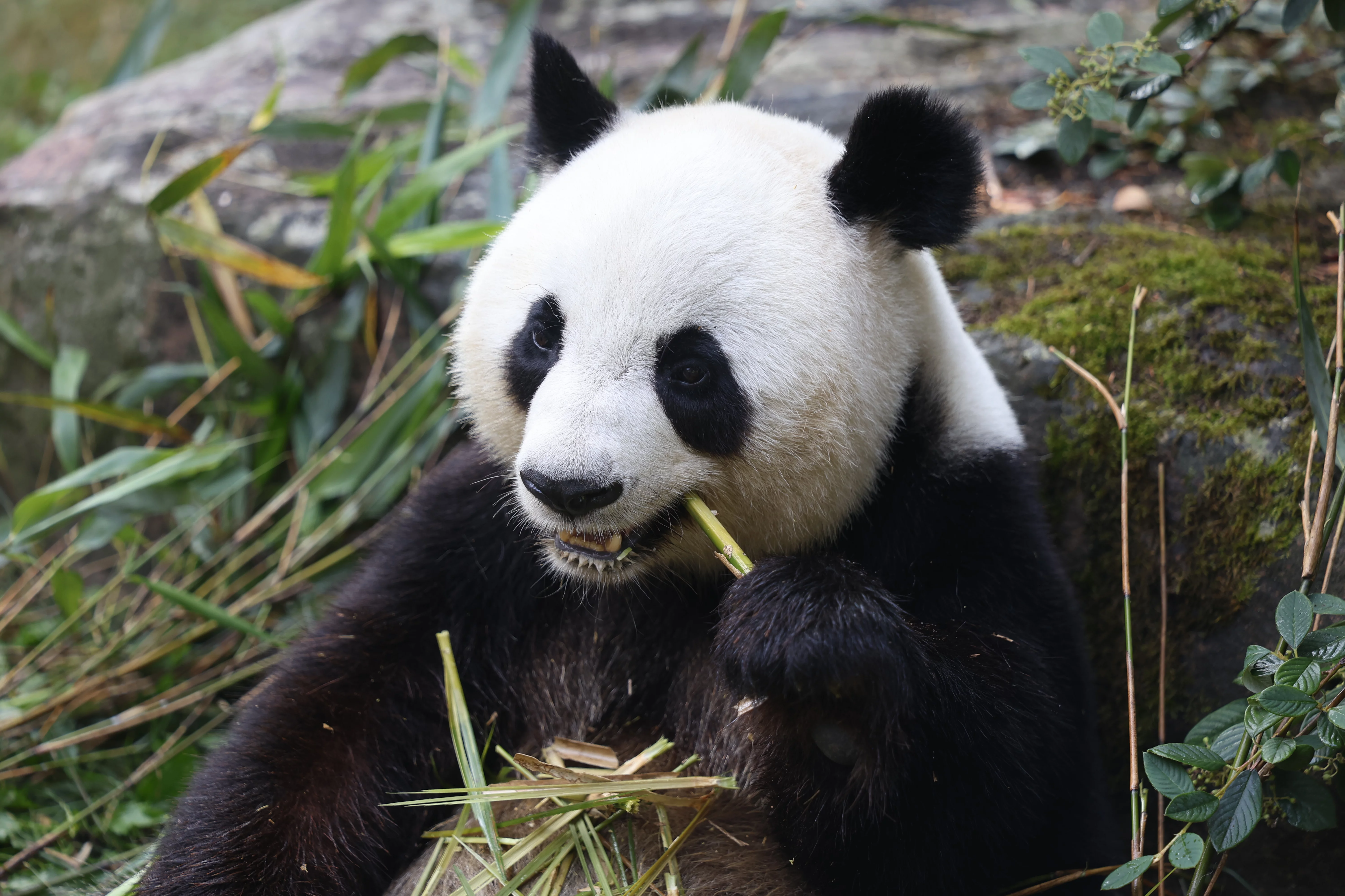 ZooParc de Beauval