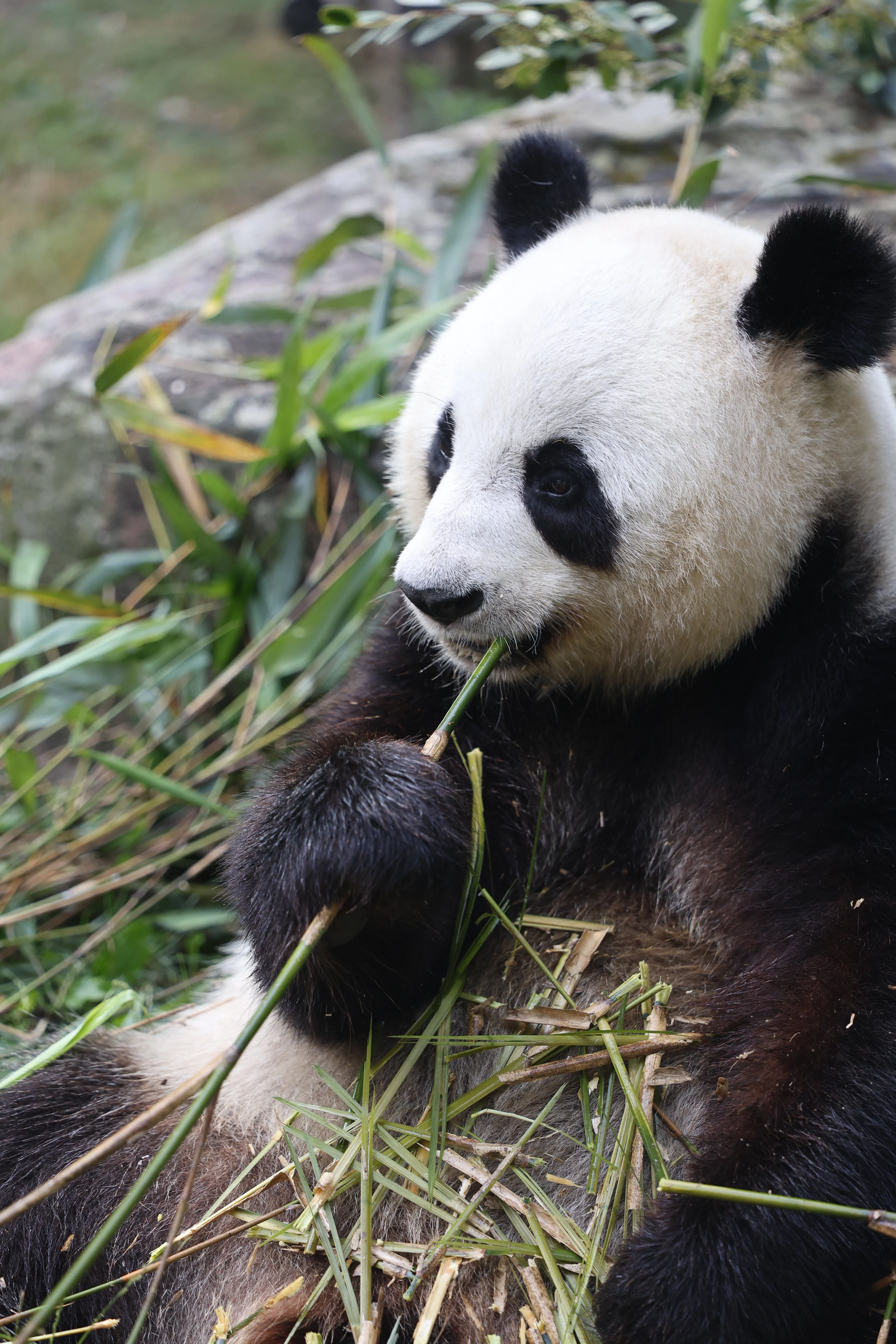 ZooParc de Beauval