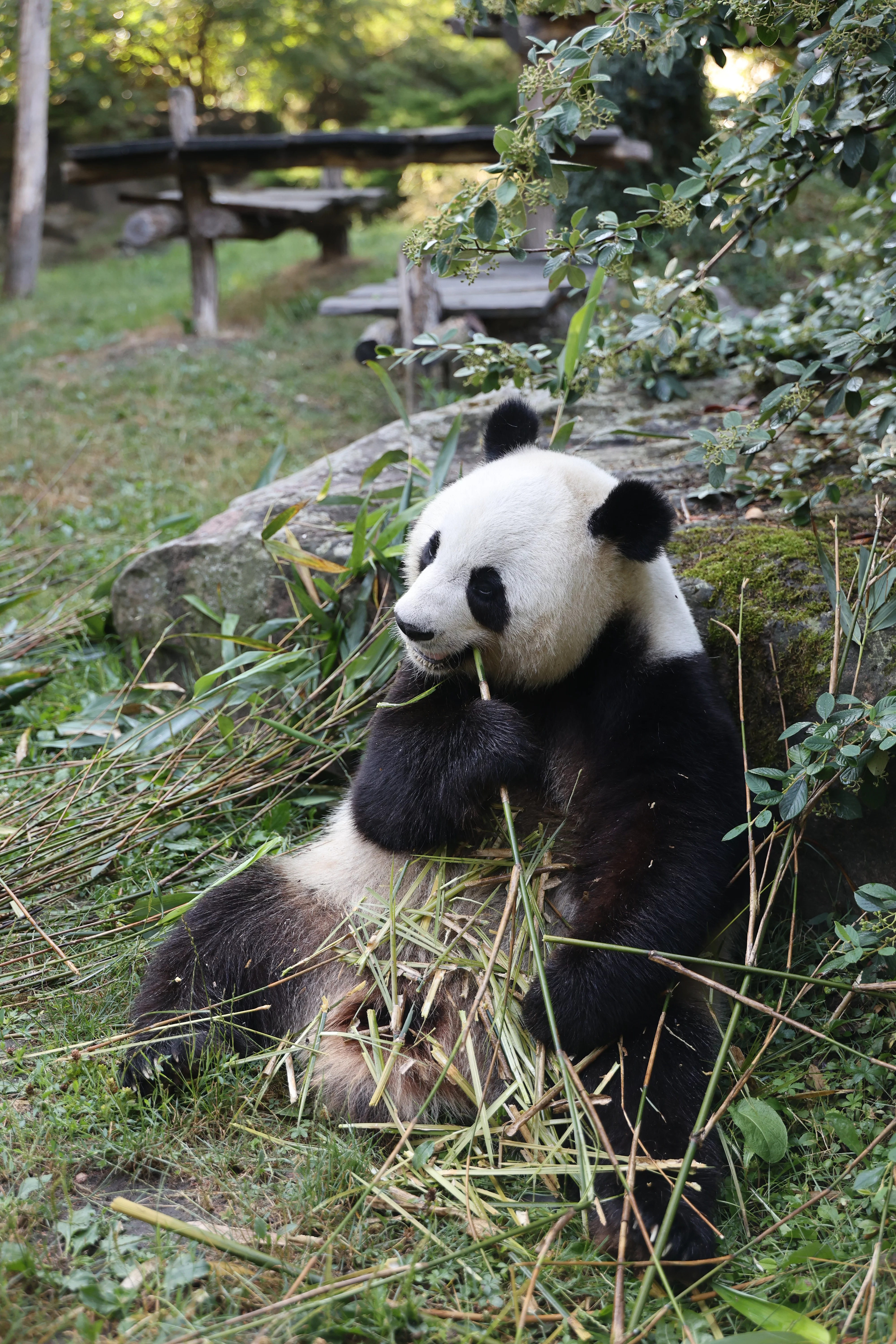 ZooParc de Beauval