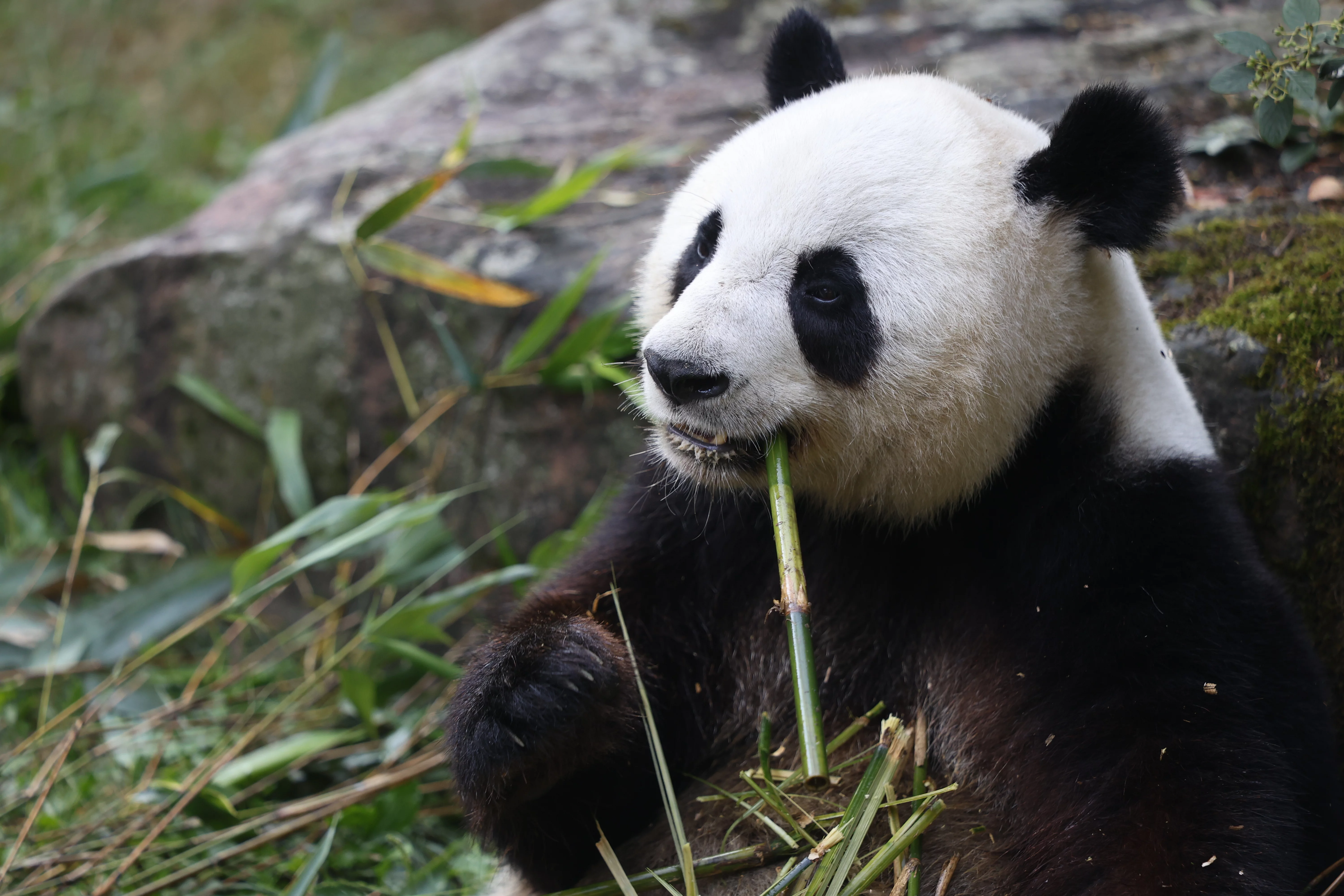 ZooParc de Beauval