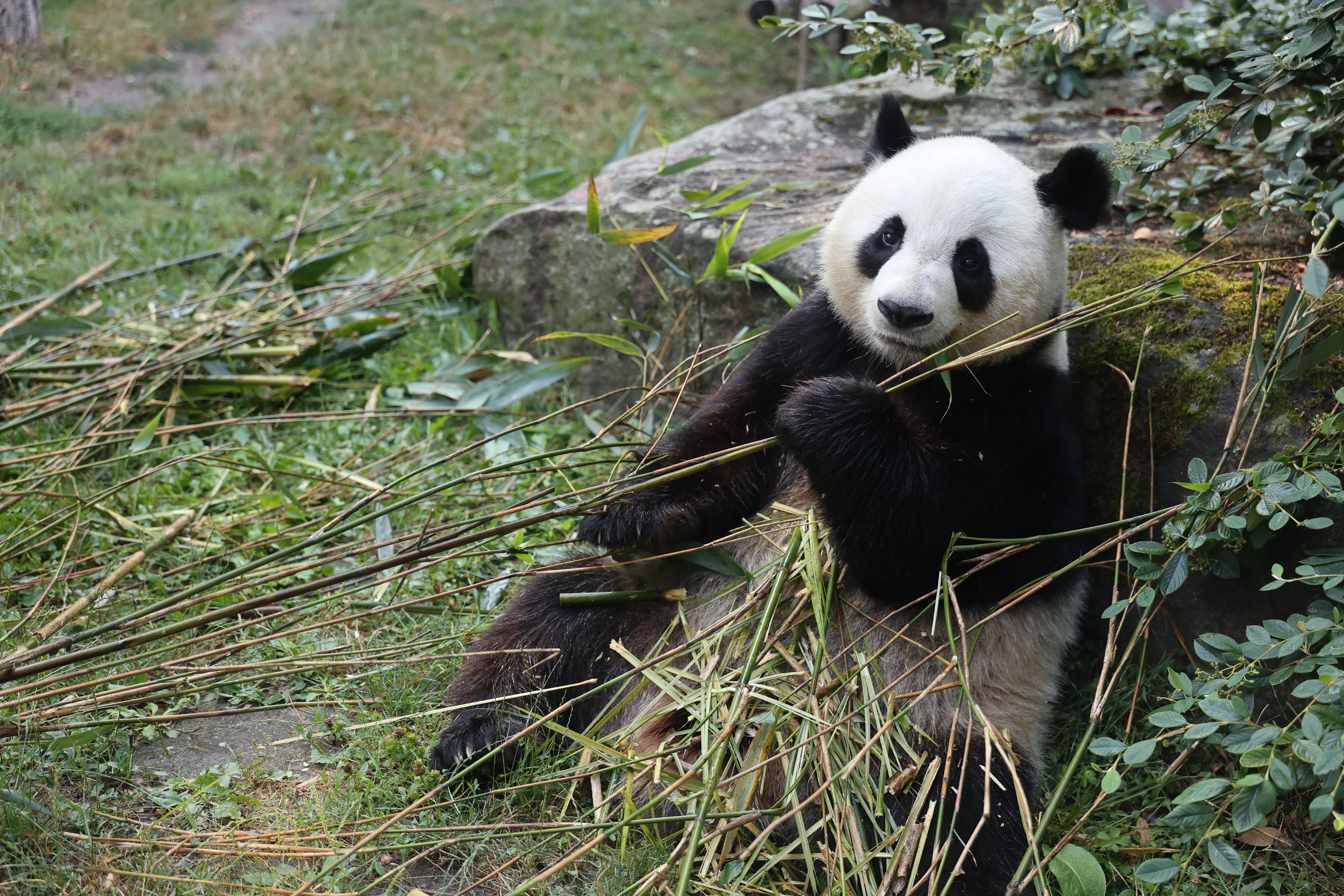 ZooParc de Beauval