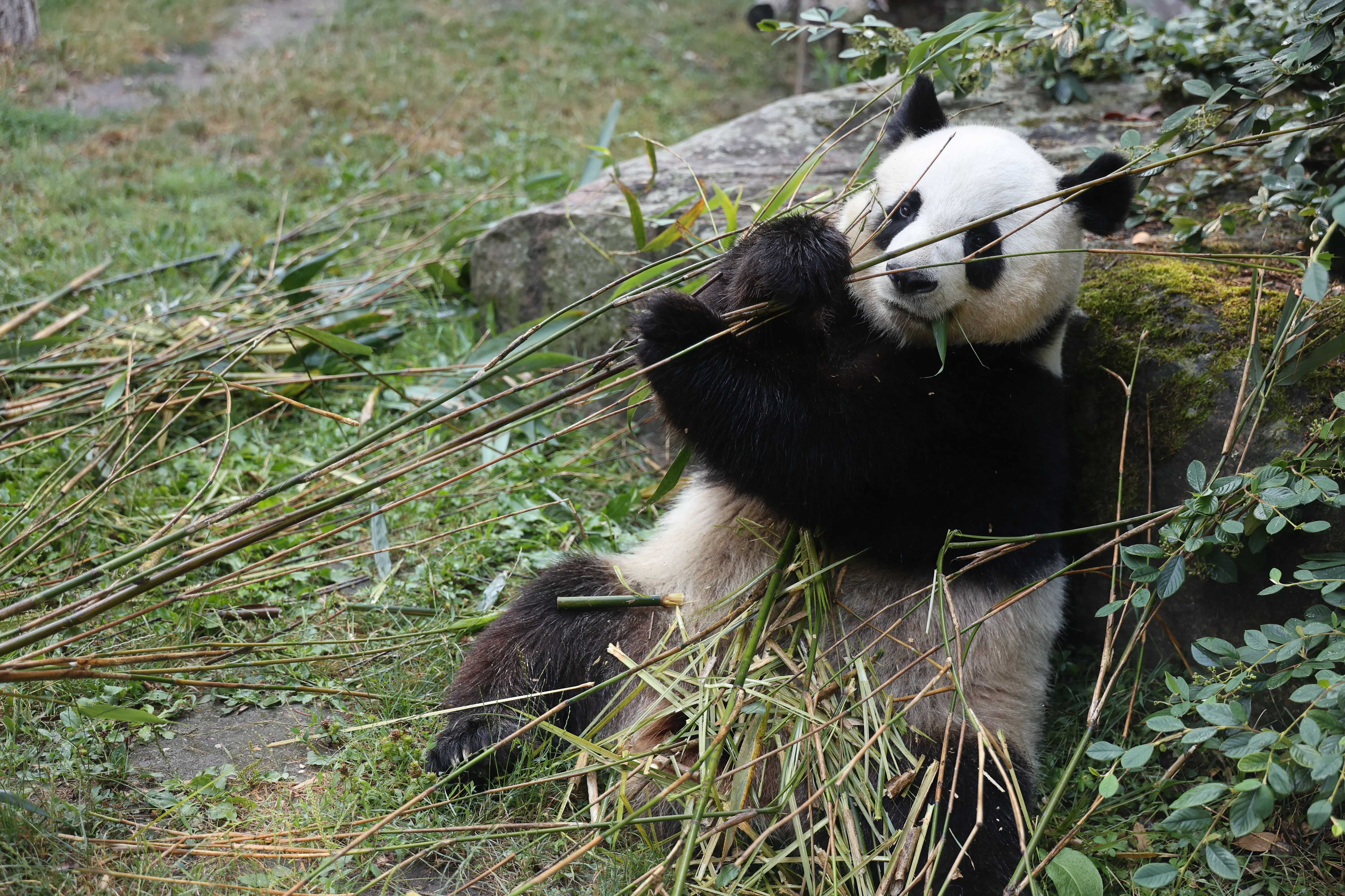 ZooParc de Beauval