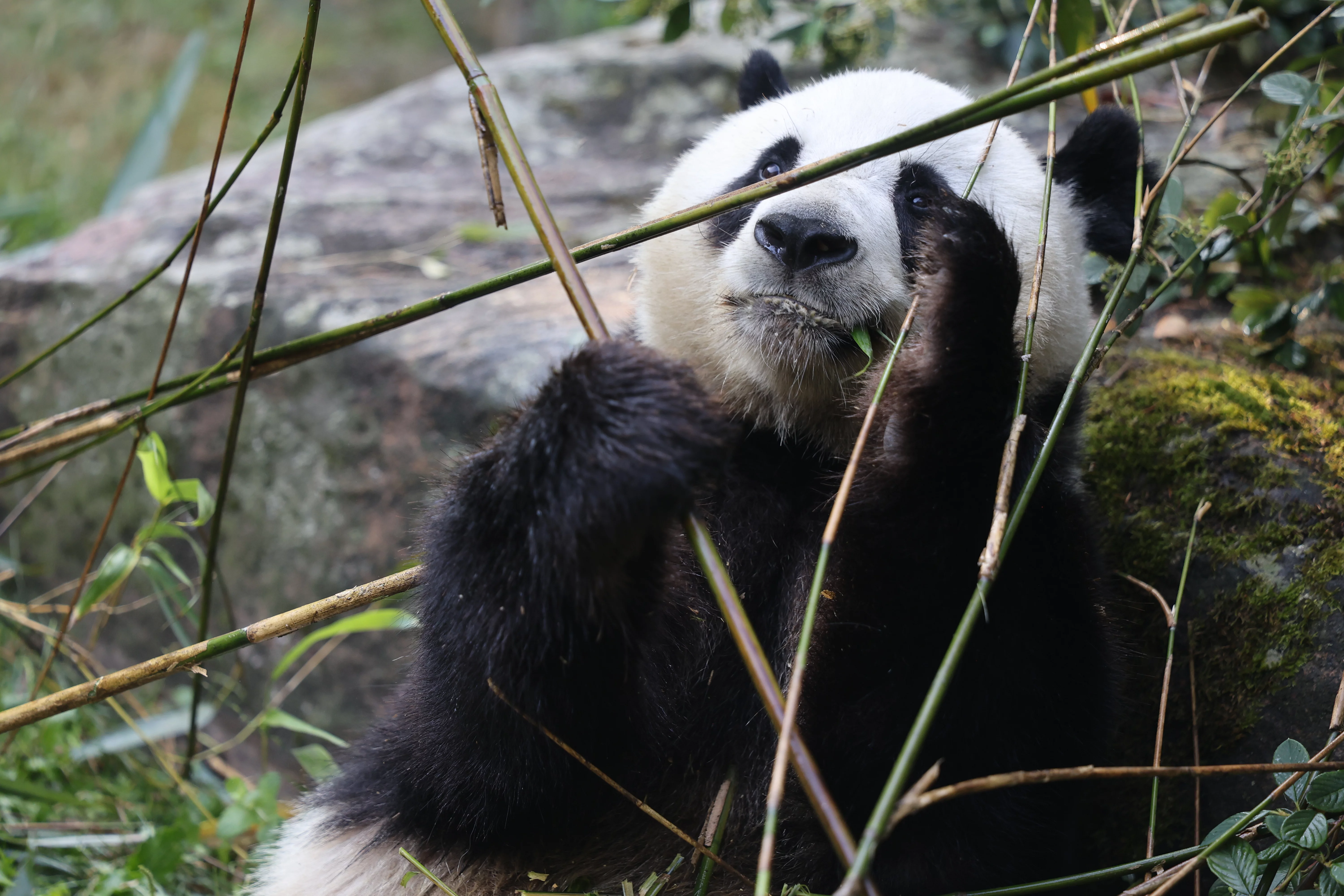 ZooParc de Beauval