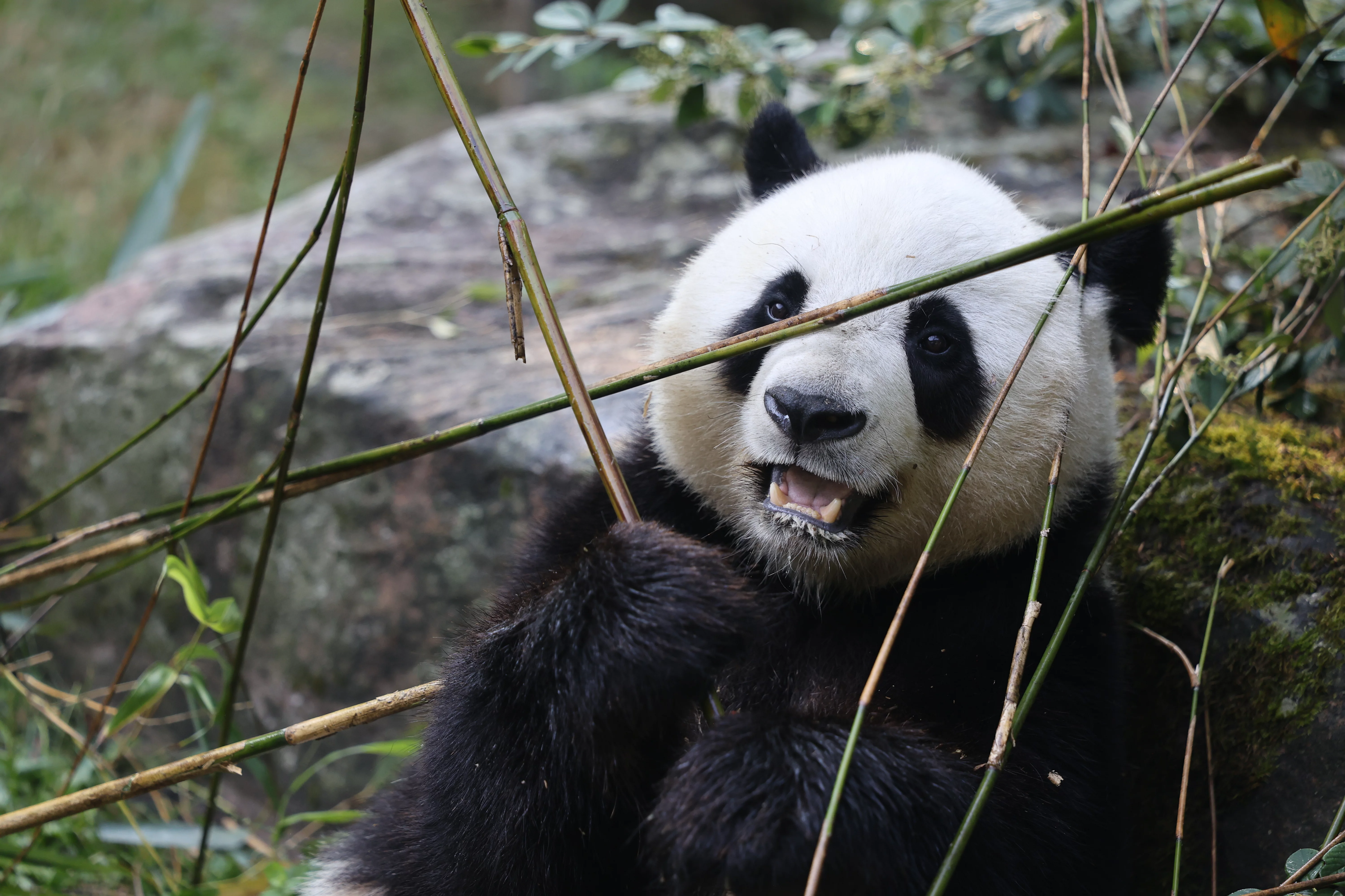 ZooParc de Beauval
