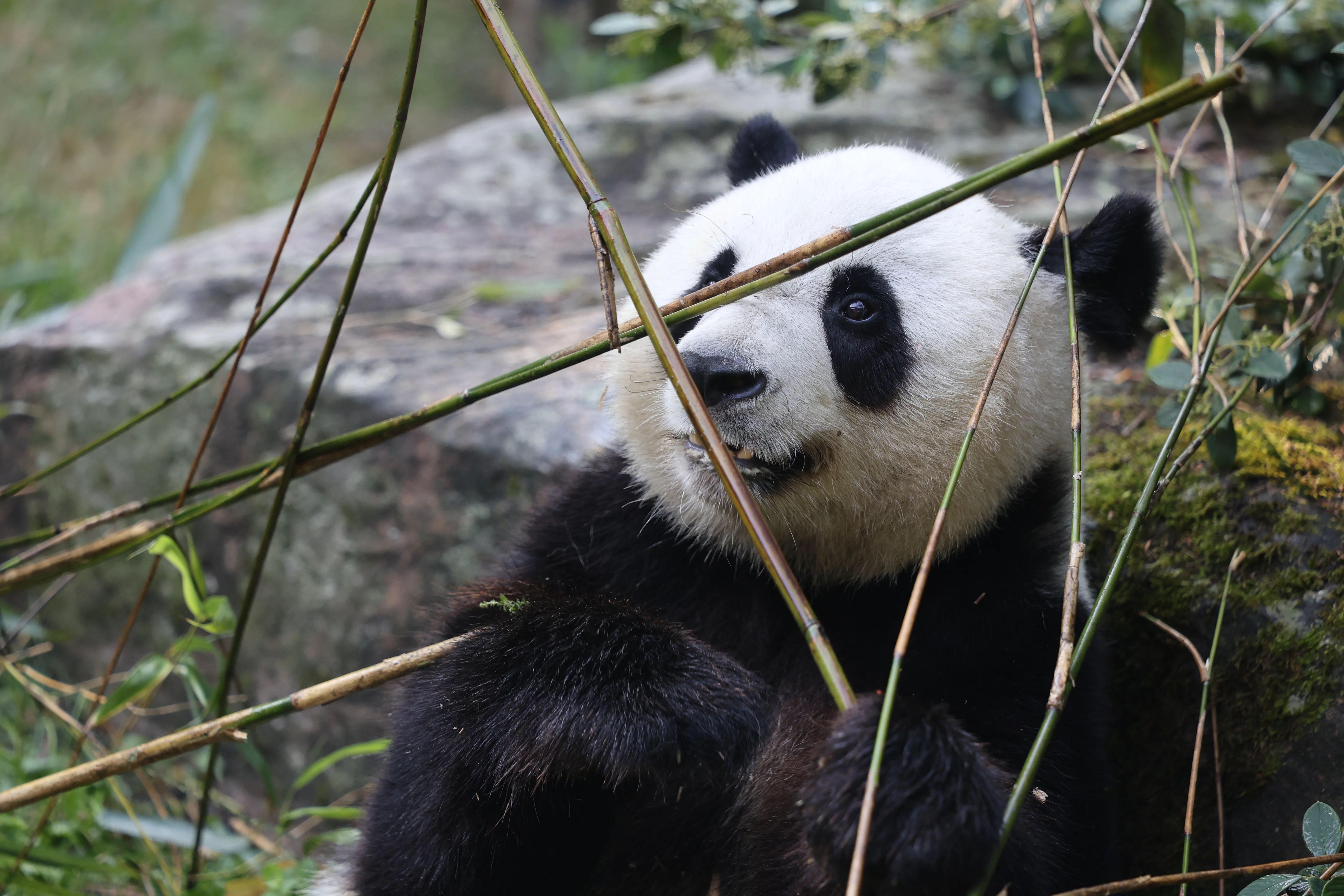 ZooParc de Beauval