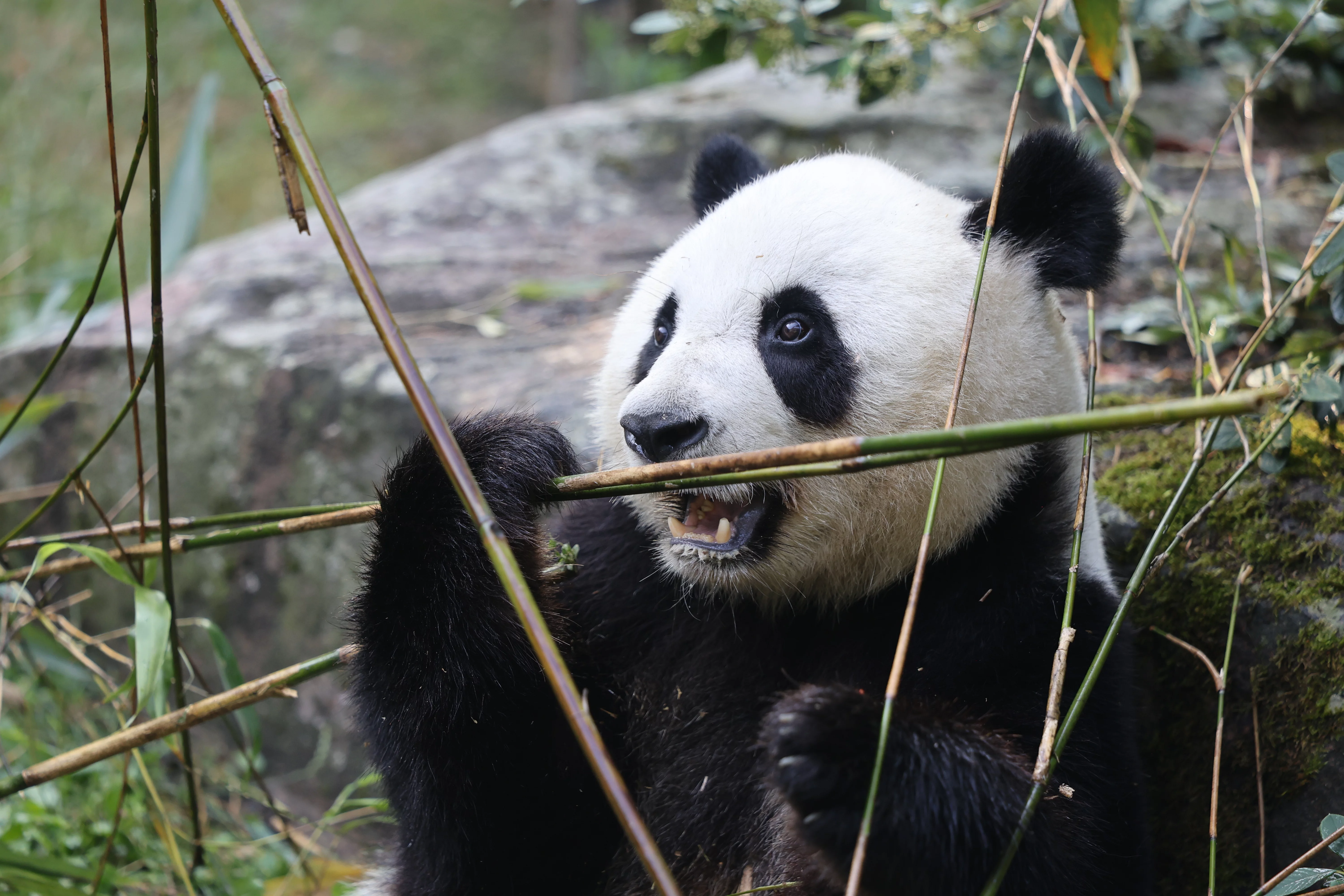 ZooParc de Beauval