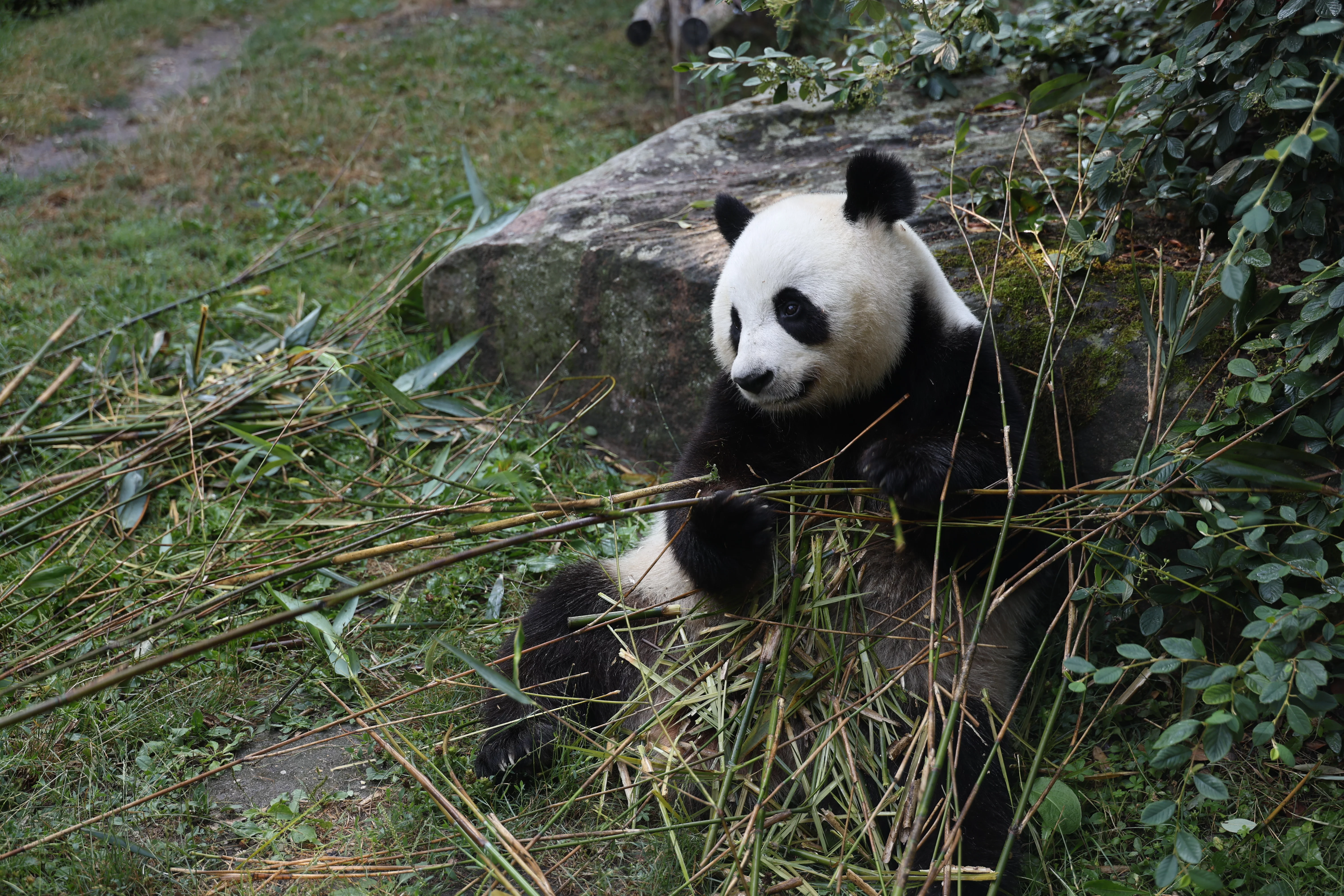 ZooParc de Beauval